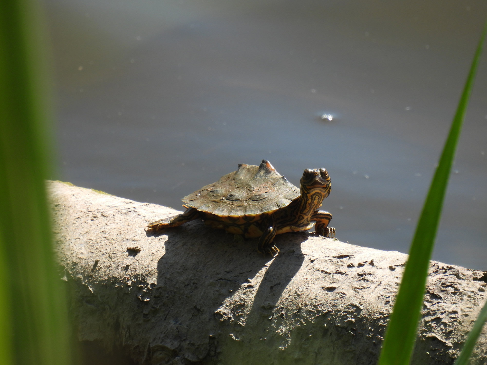 A Barbour's map turtle basking on a sunlit log over a Georgia river, its ridged shell and patterned head raised.