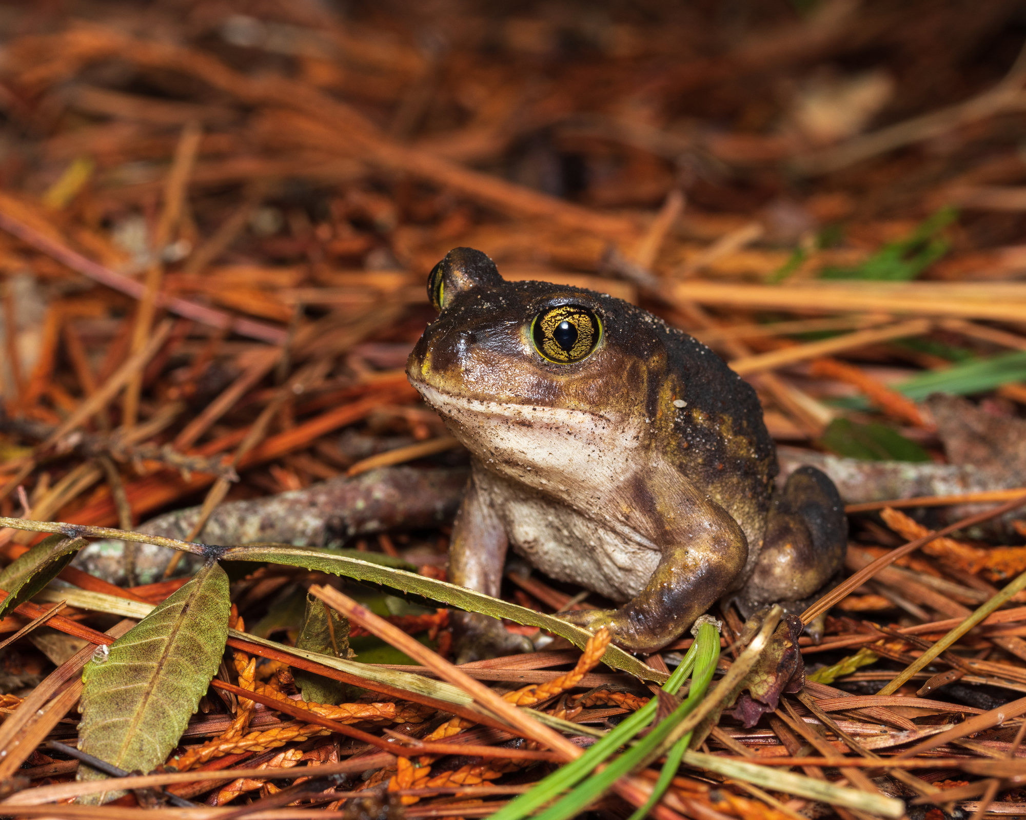 An eastern spadefoot sitting on pine needles, plump and brown with pale lines on its back and large golden eyes.