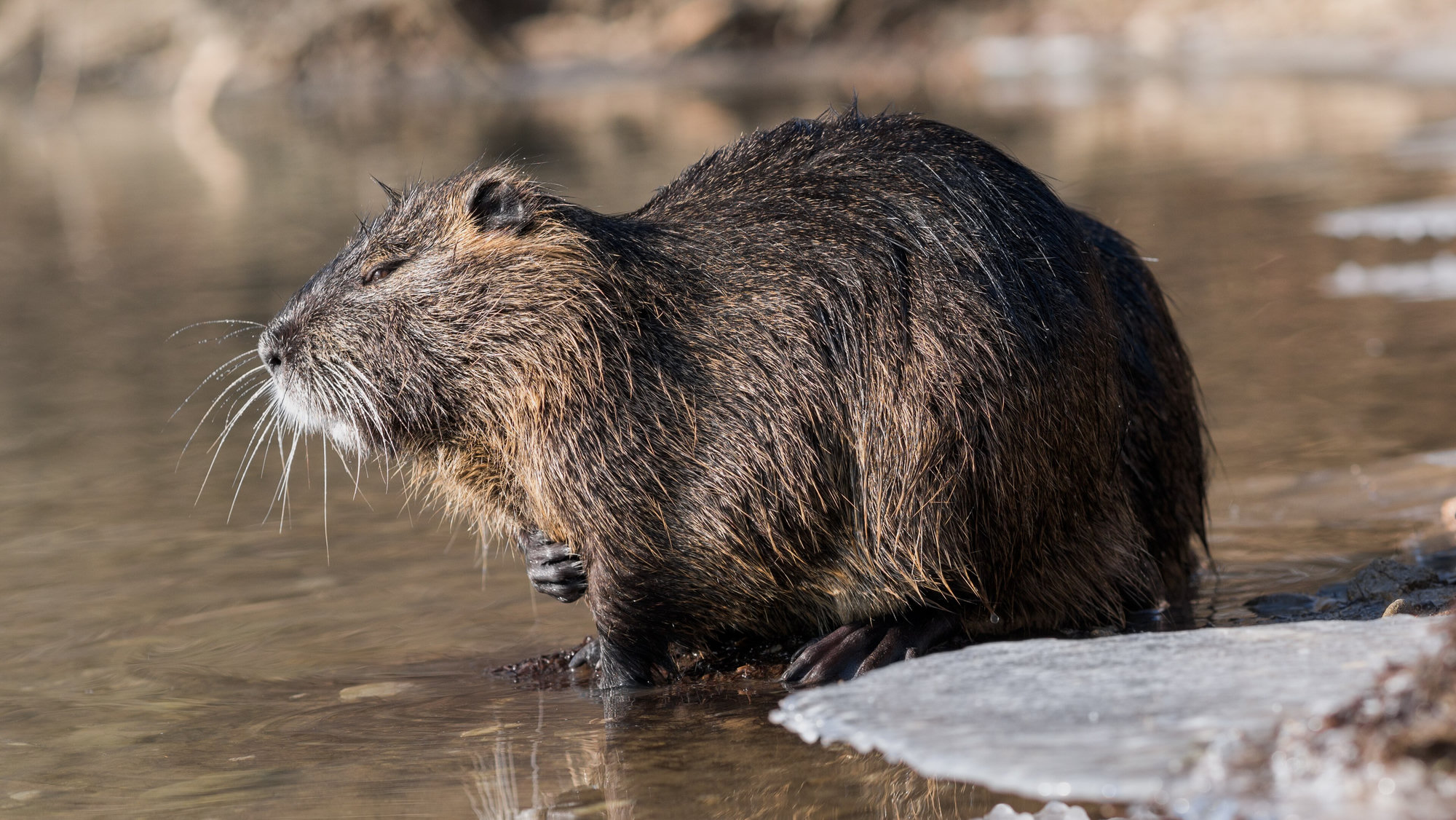 A nutria standing at the edge of a partly frozen river, its long white whiskers and wet brown fur showing.