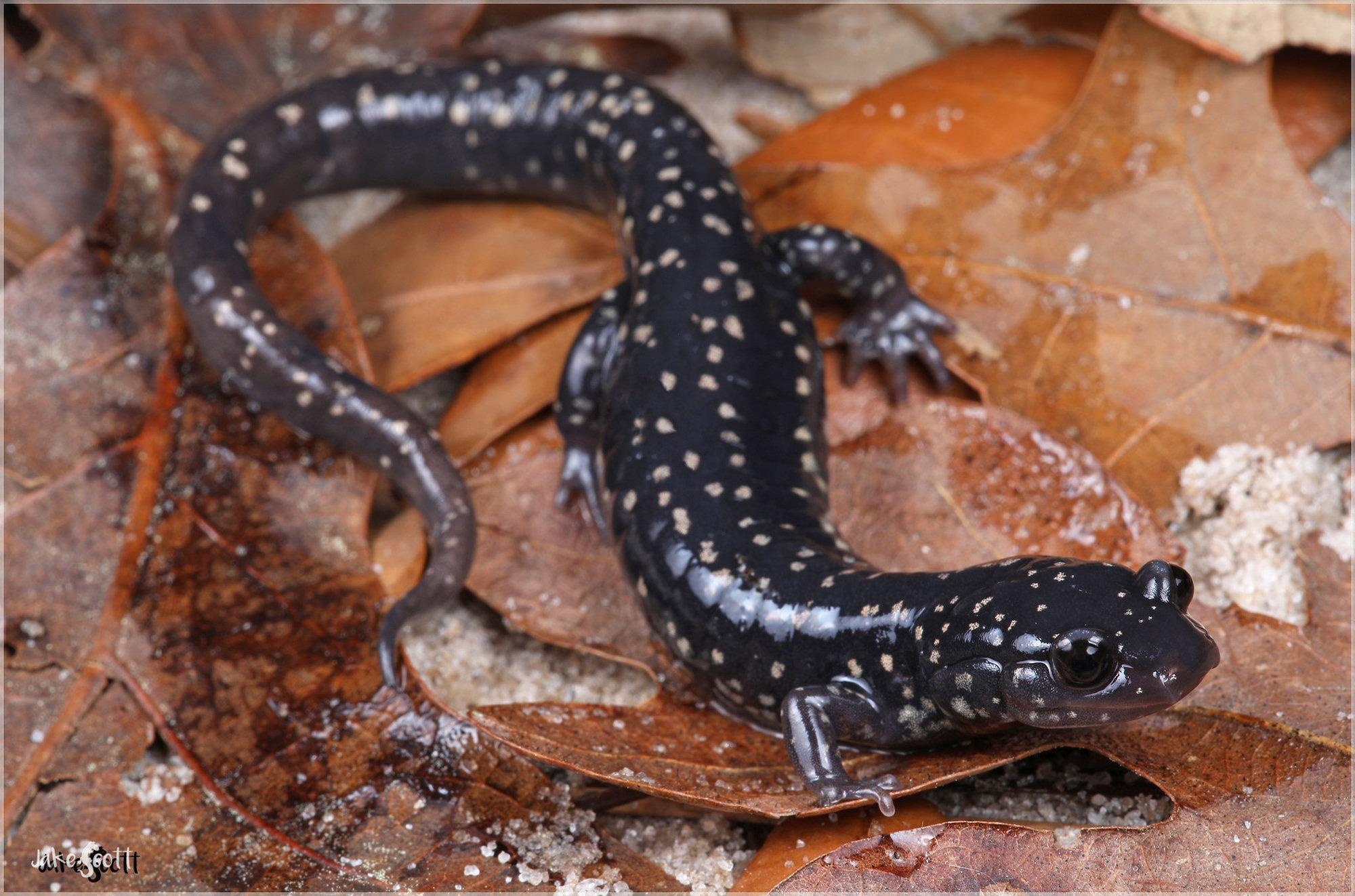An Ocmulgee slimy salamander on fallen leaves, glossy black and speckled with small white spots.
