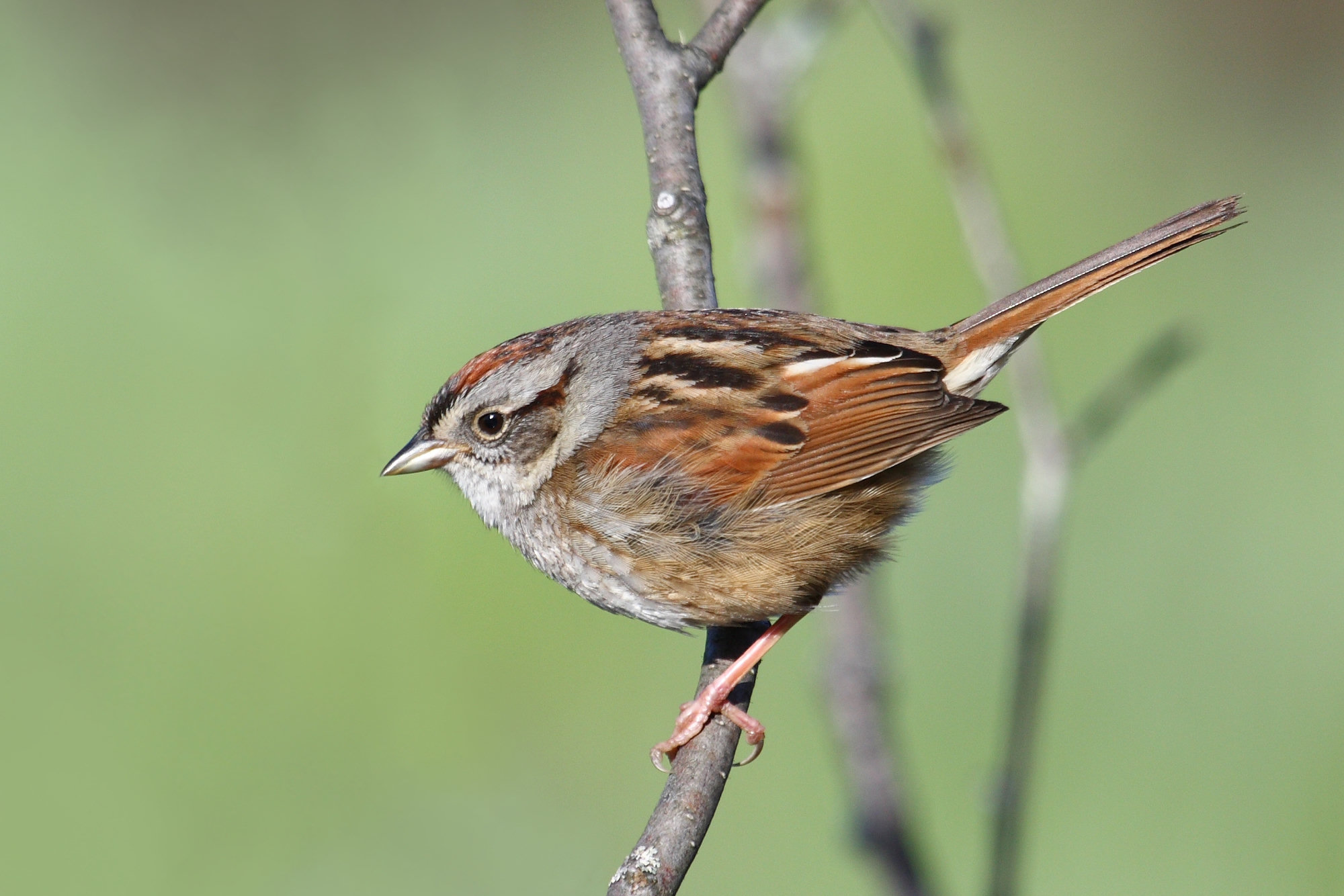 A swamp sparrow perched on a twig, with a rusty cap, a grey face and breast, a white throat and bright rusty-red wings.