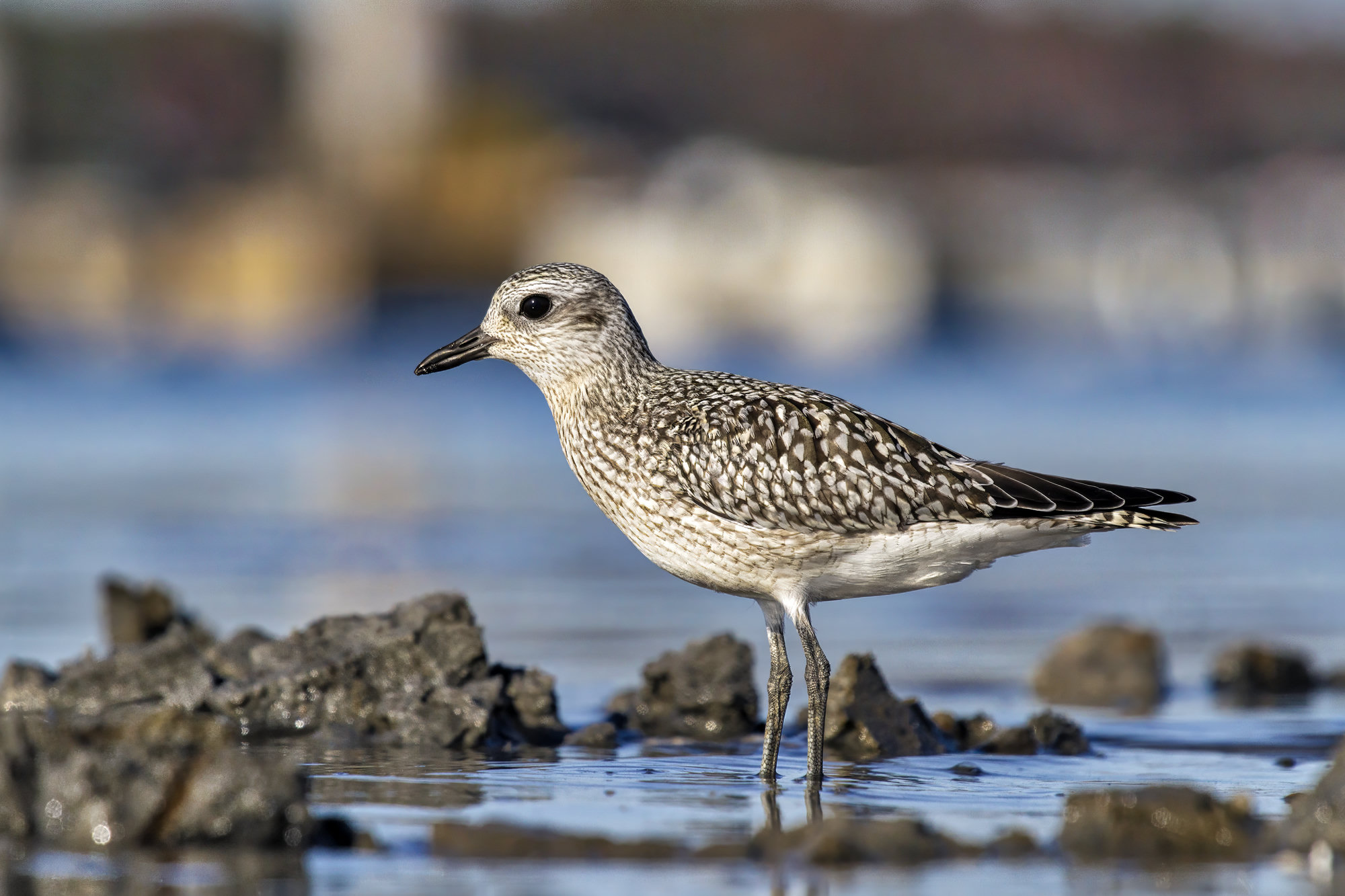 A black-bellied plover in speckled grey winter plumage standing on rocks at the water's edge.