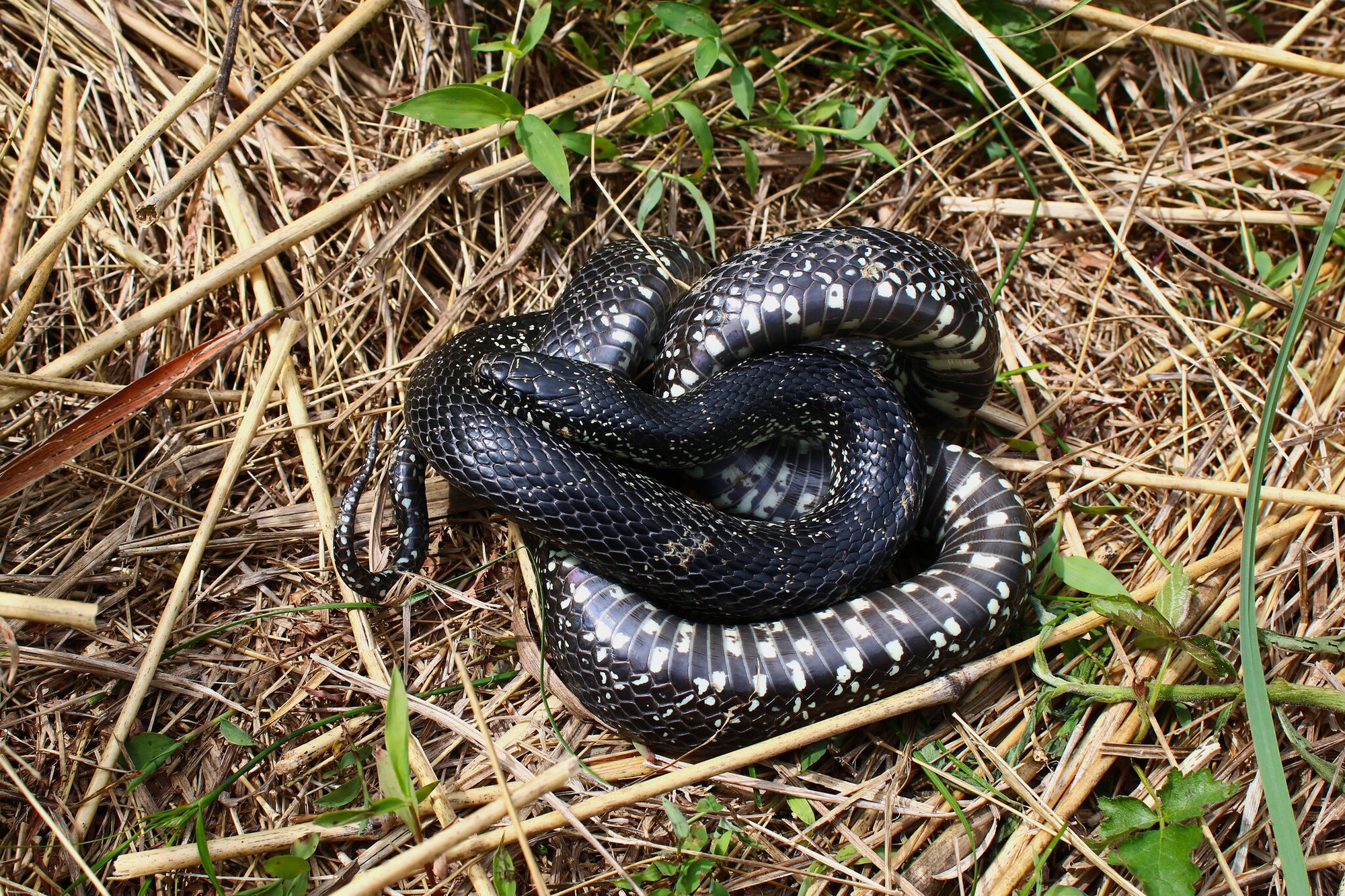 A black kingsnake coiled in dry grass, glossy black with rows of small pale yellow speckles.