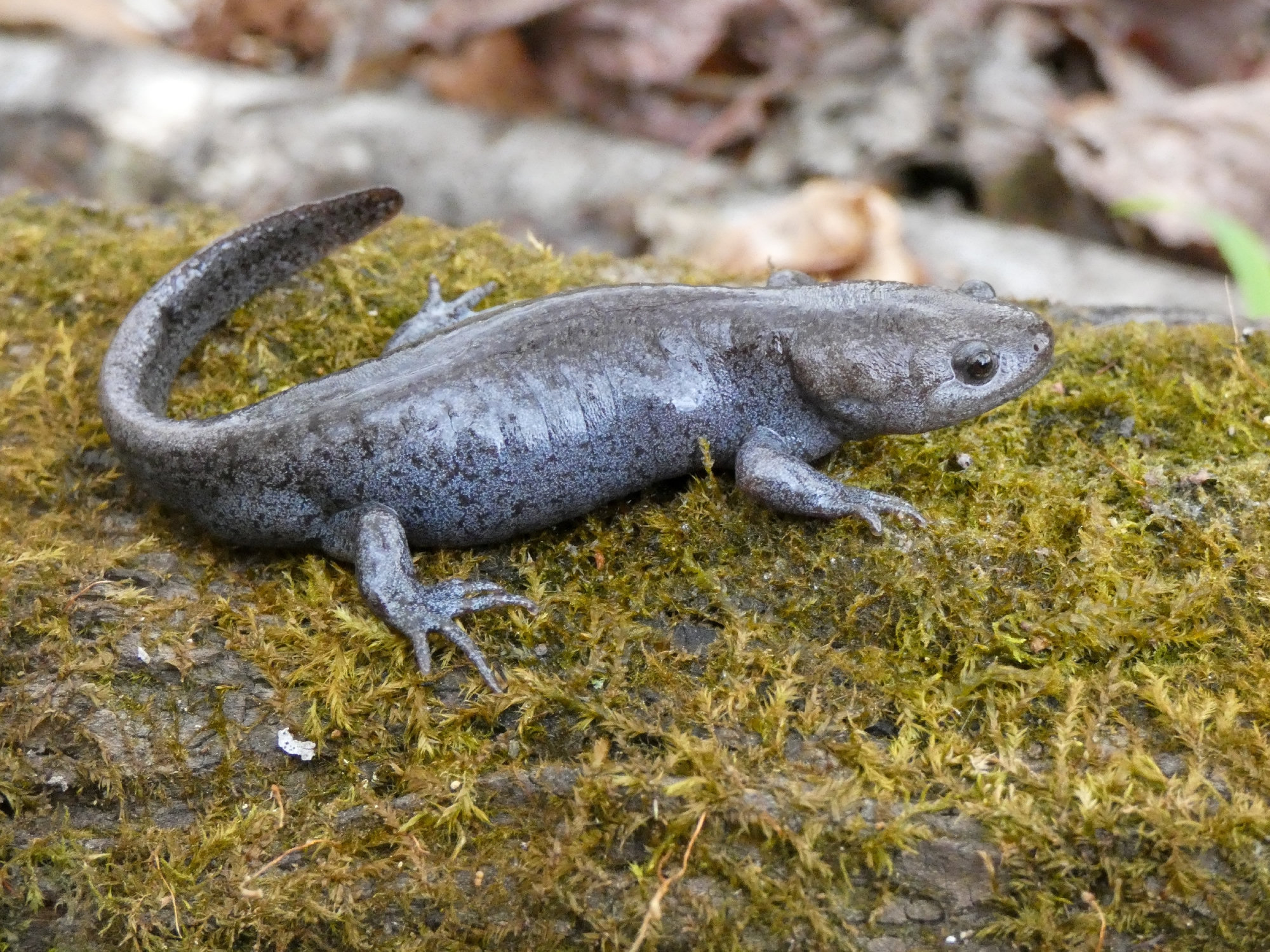 A mole salamander resting on moss, stout and grey with a broad head and faint pale flecks.