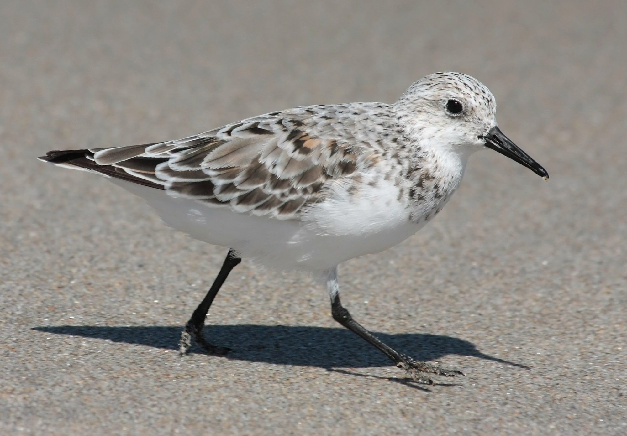 A sanderling in pale winter plumage striding across wet sand, its black bill and legs sharp.