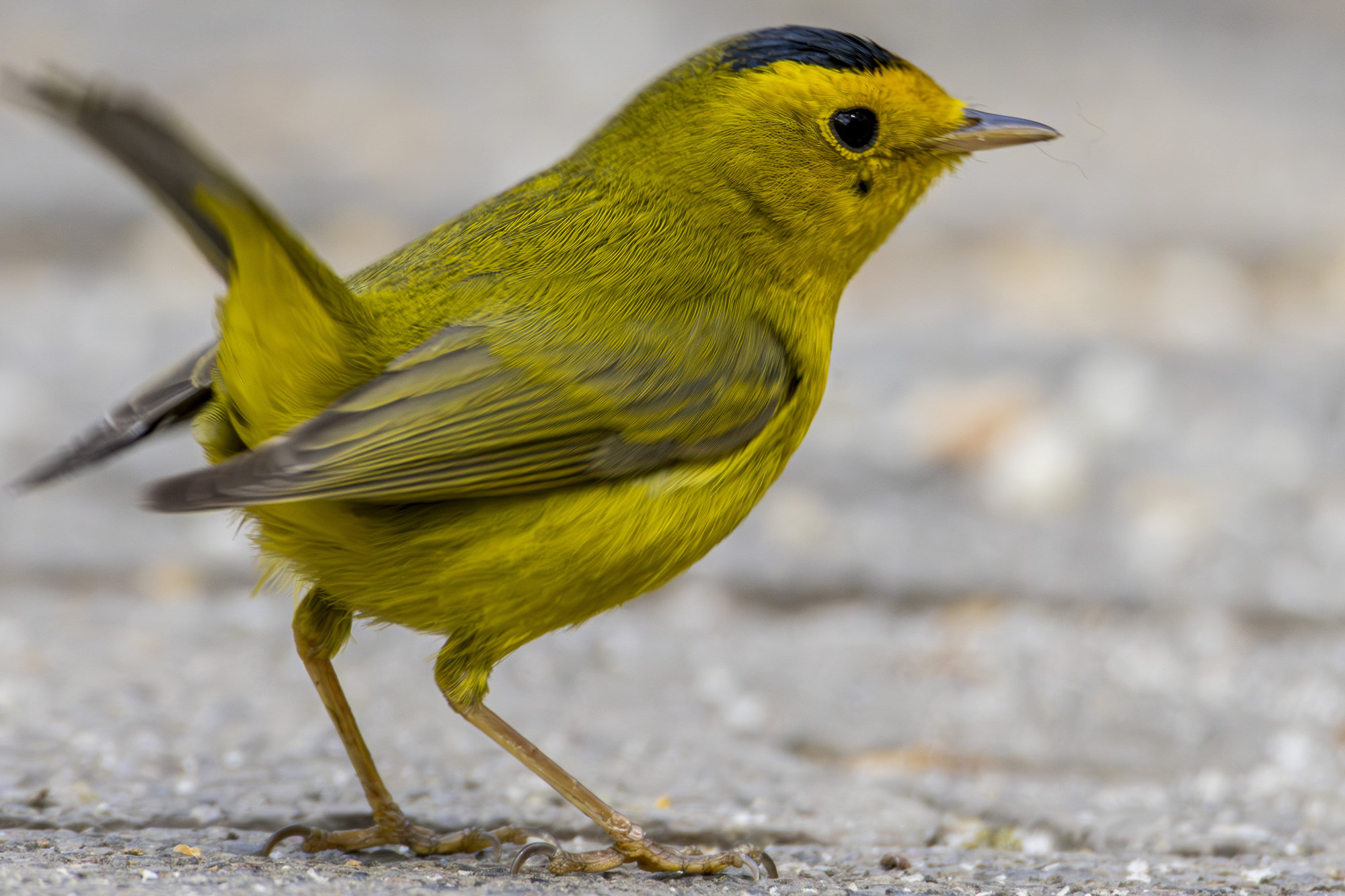 A male Wilson's warbler standing on paving with its tail cocked, bright yellow below, olive above, with a neat round black cap.
