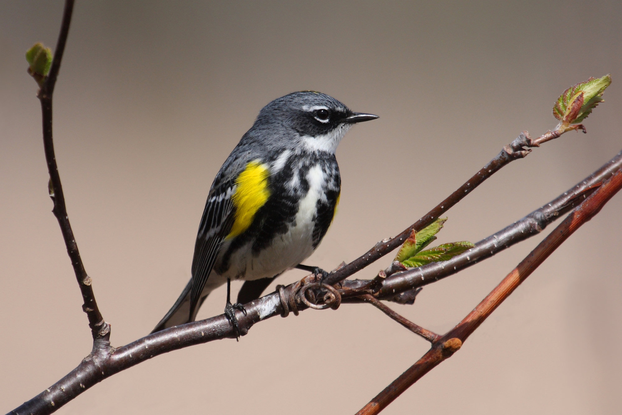 A male myrtle yellow-rumped warbler in breeding plumage perched on a budding twig, blue-grey and black with a white throat, yellow patches on its crown and sides and a white eyebrow.