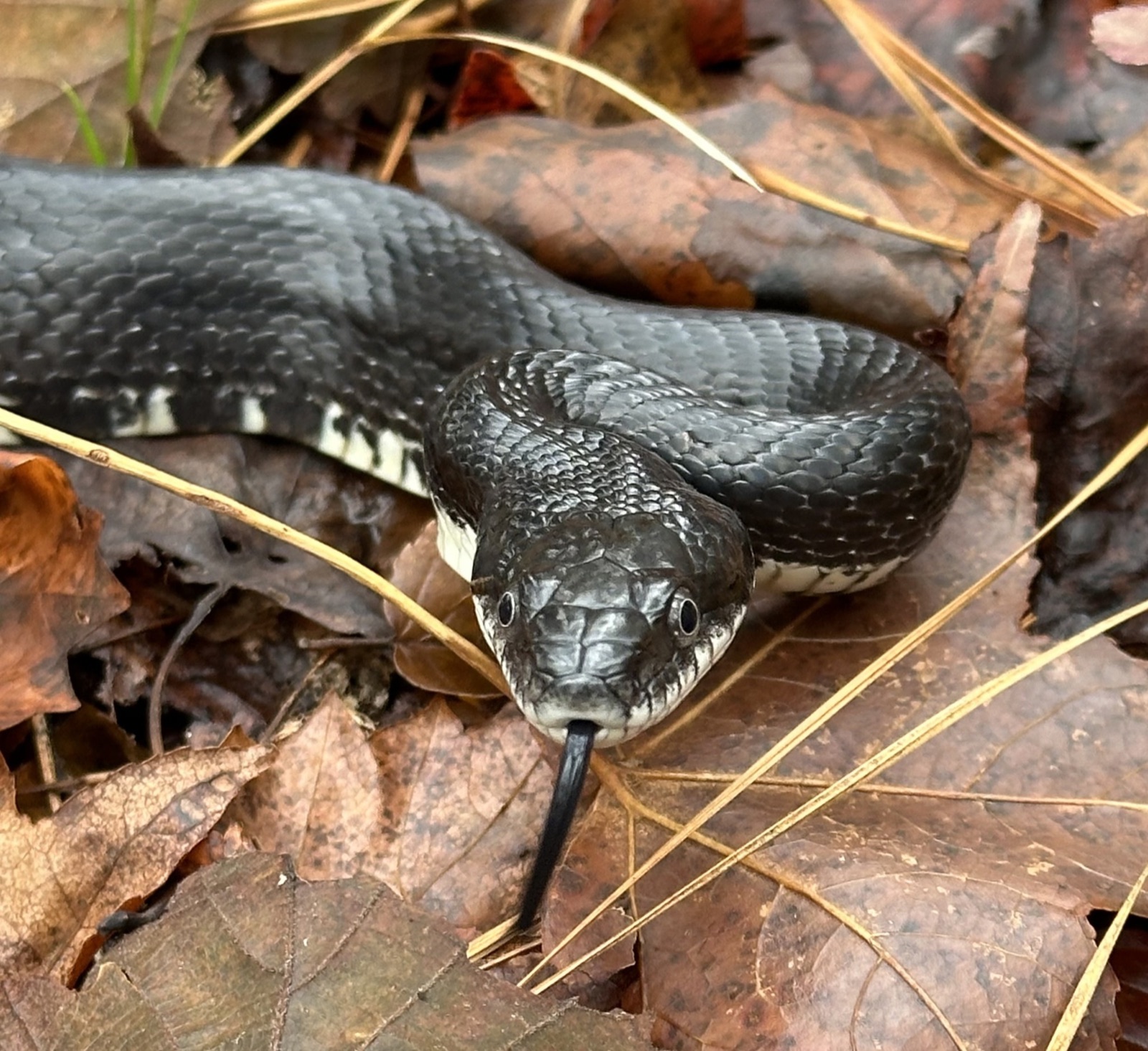 An adult eastern rat snake in leaf litter with its tongue extended, dark above with a pale chin and throat.