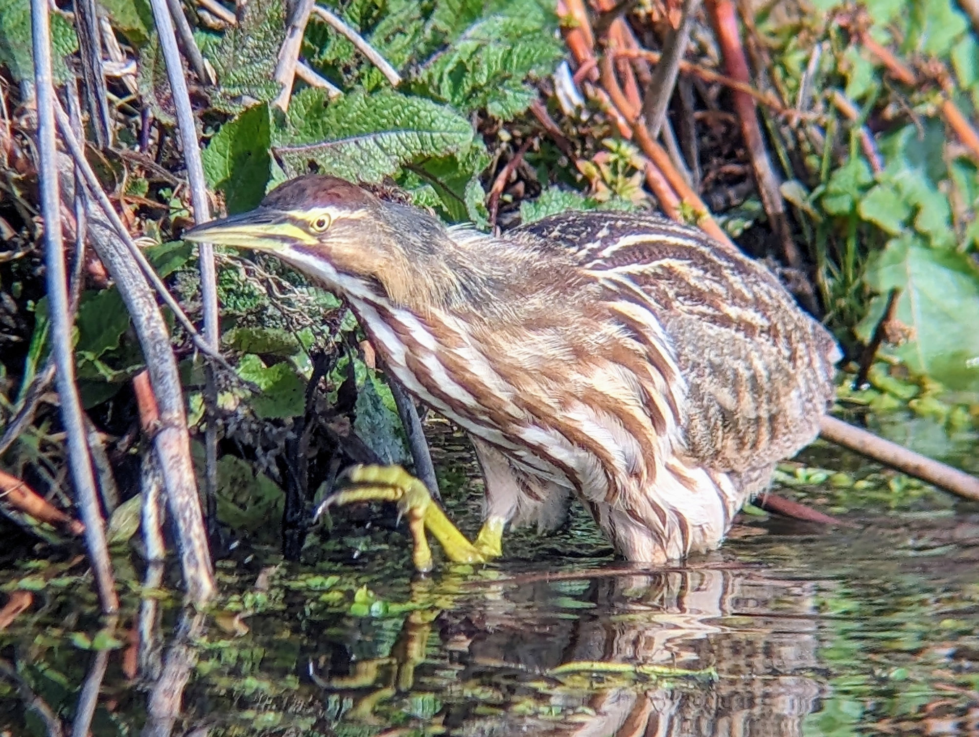 An American bittern stalking through shallow marsh water, its brown-and-white striped neck stretched forward and one yellow-green foot lifted mid-step.