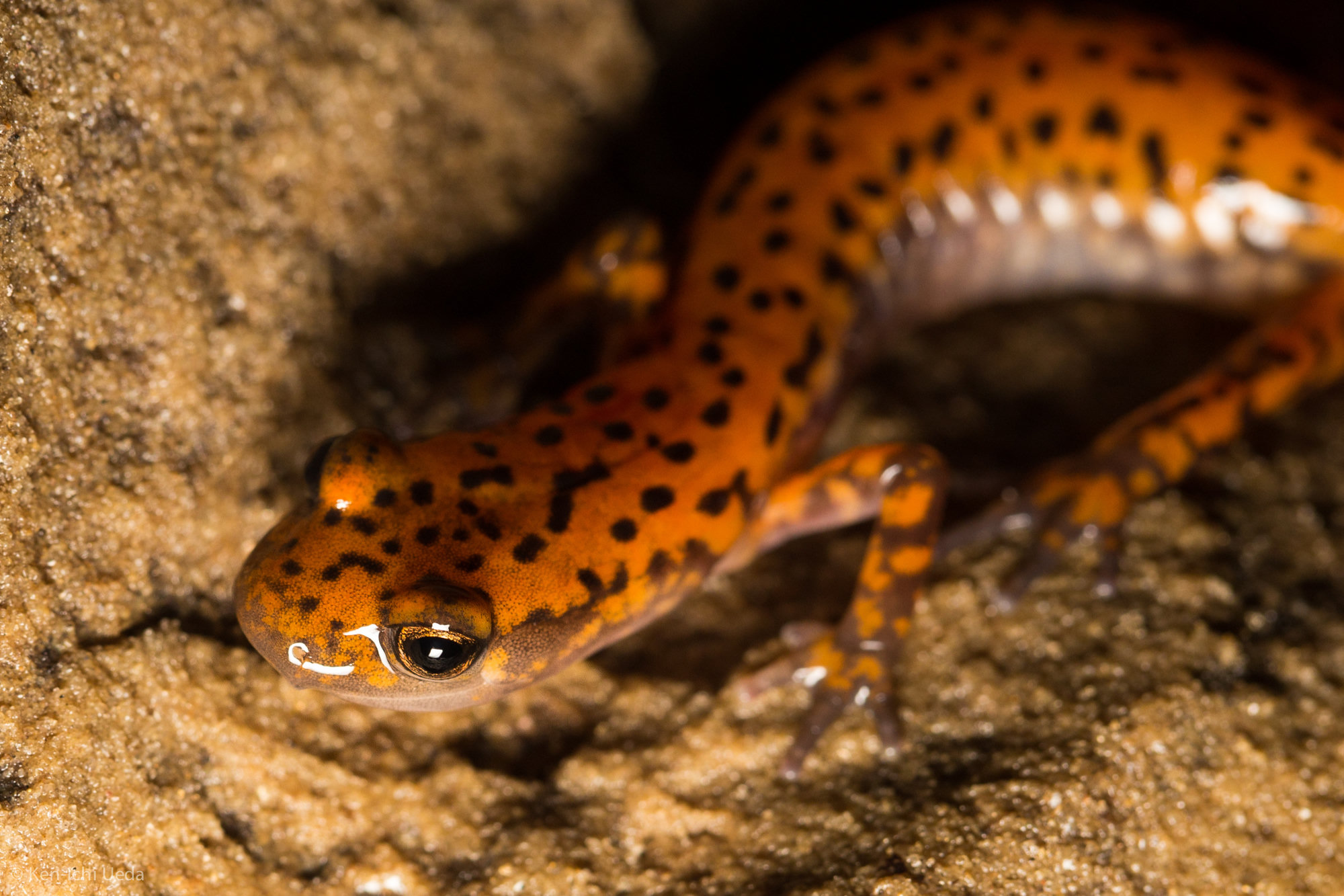 A cave salamander on sandstone, bright orange with scattered black spots and large dark eyes.