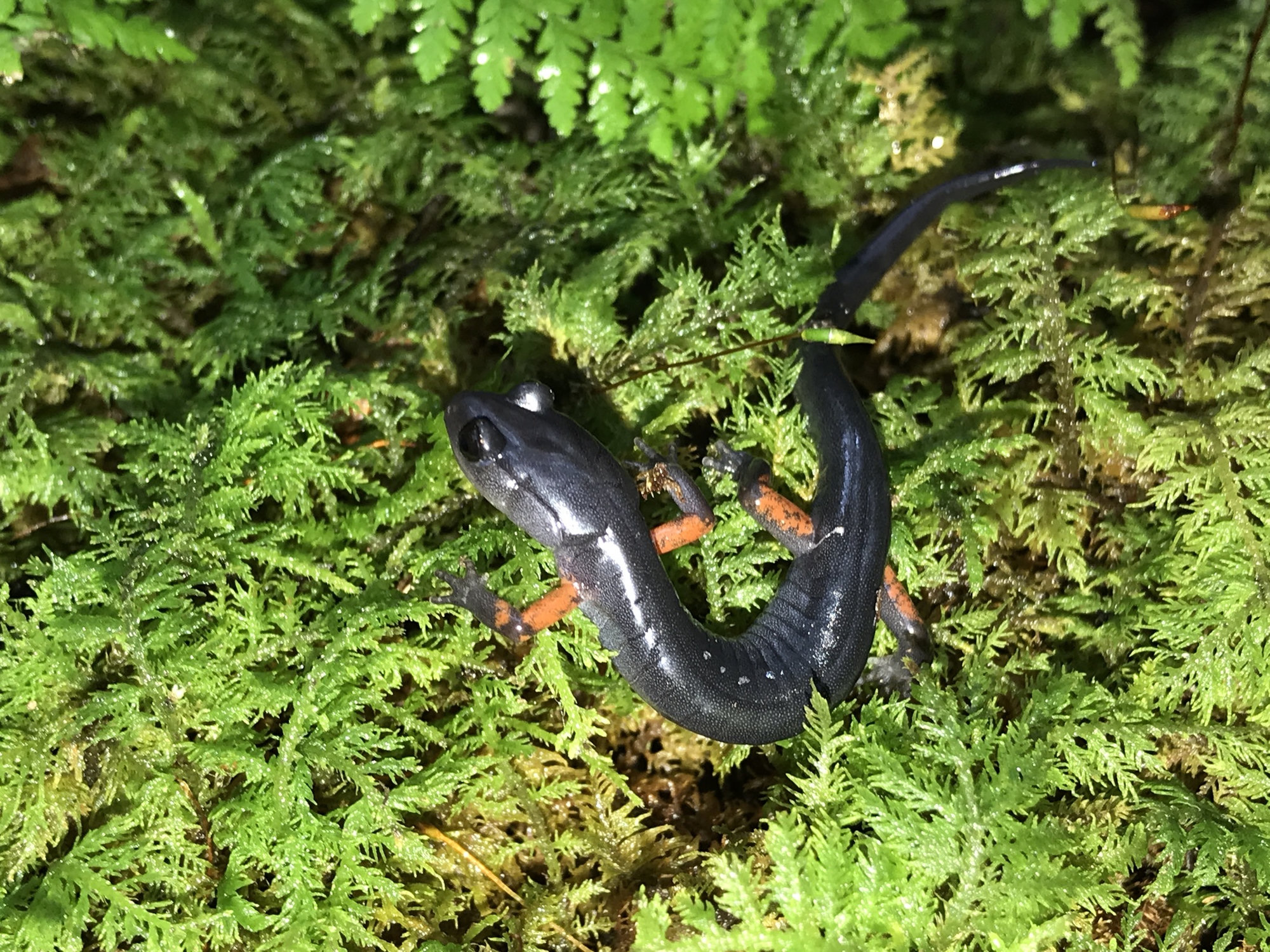 A red-legged salamander on fern-like moss, slate-black with bright orange-red legs.