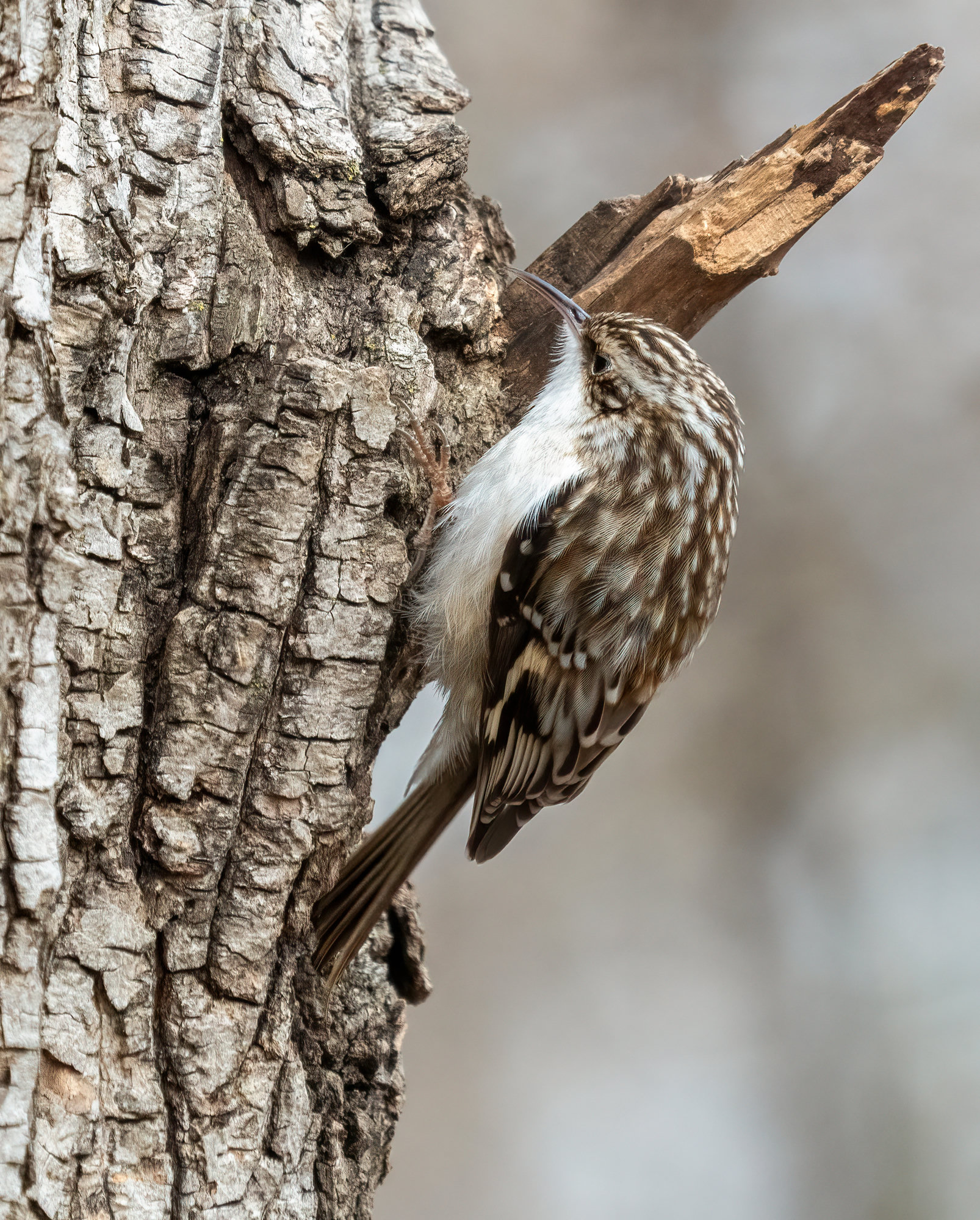 A brown creeper hitching up a tree trunk, streaked brown and white above like bark, white below, with a thin, down-curved bill and stiff tail braced against the wood.
