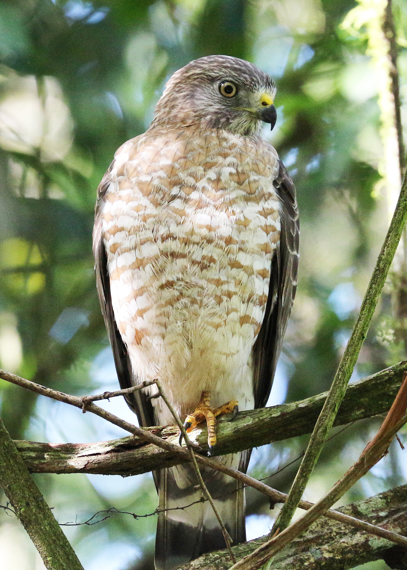 An adult broad-winged hawk perched in a tree on its wintering grounds in Costa Rica, stocky and brown with a brown-barred breast.