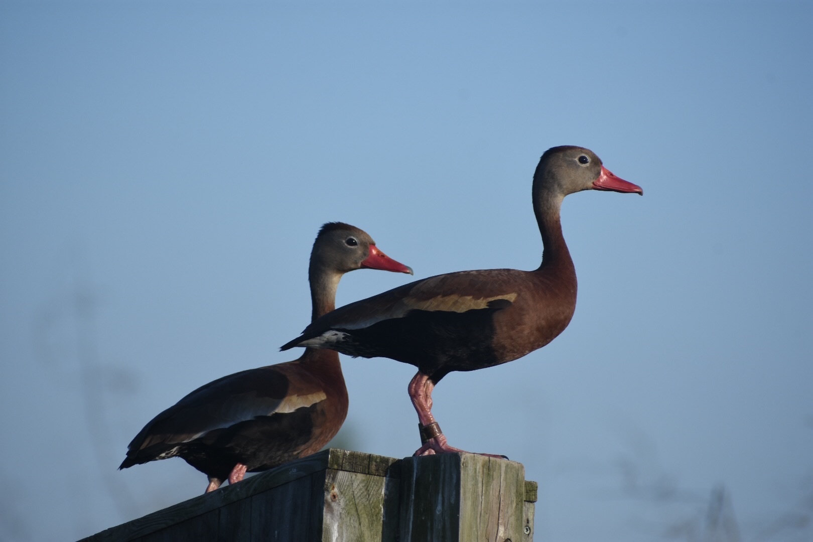 Two black-bellied whistling-ducks standing on a wooden post against a pale blue sky, their pink bills and chestnut breasts catching the light.