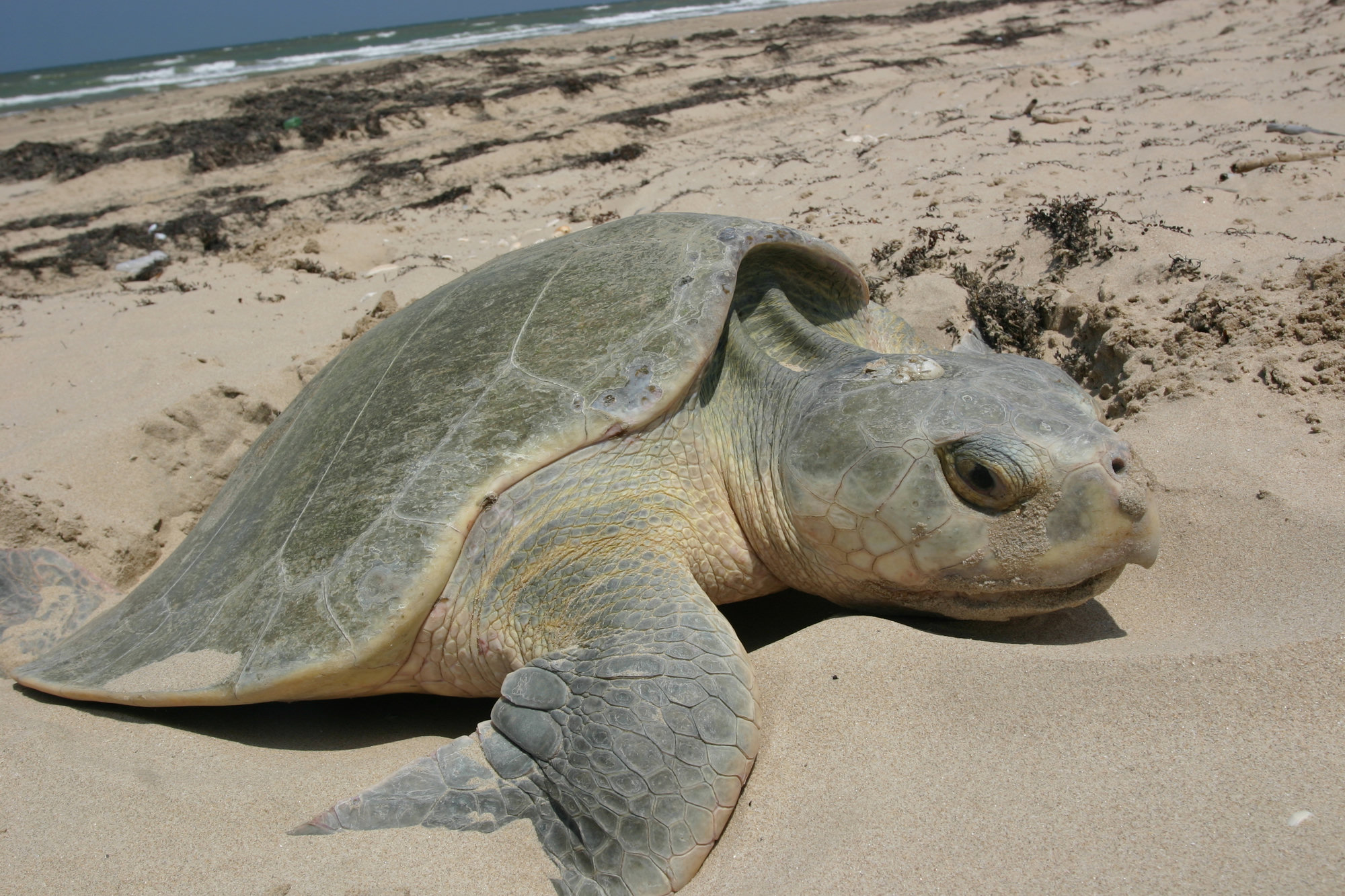 A Kemp's ridley sea turtle nesting on a sandy beach, its rounded grey-olive shell and heavy head resting on the sand.
