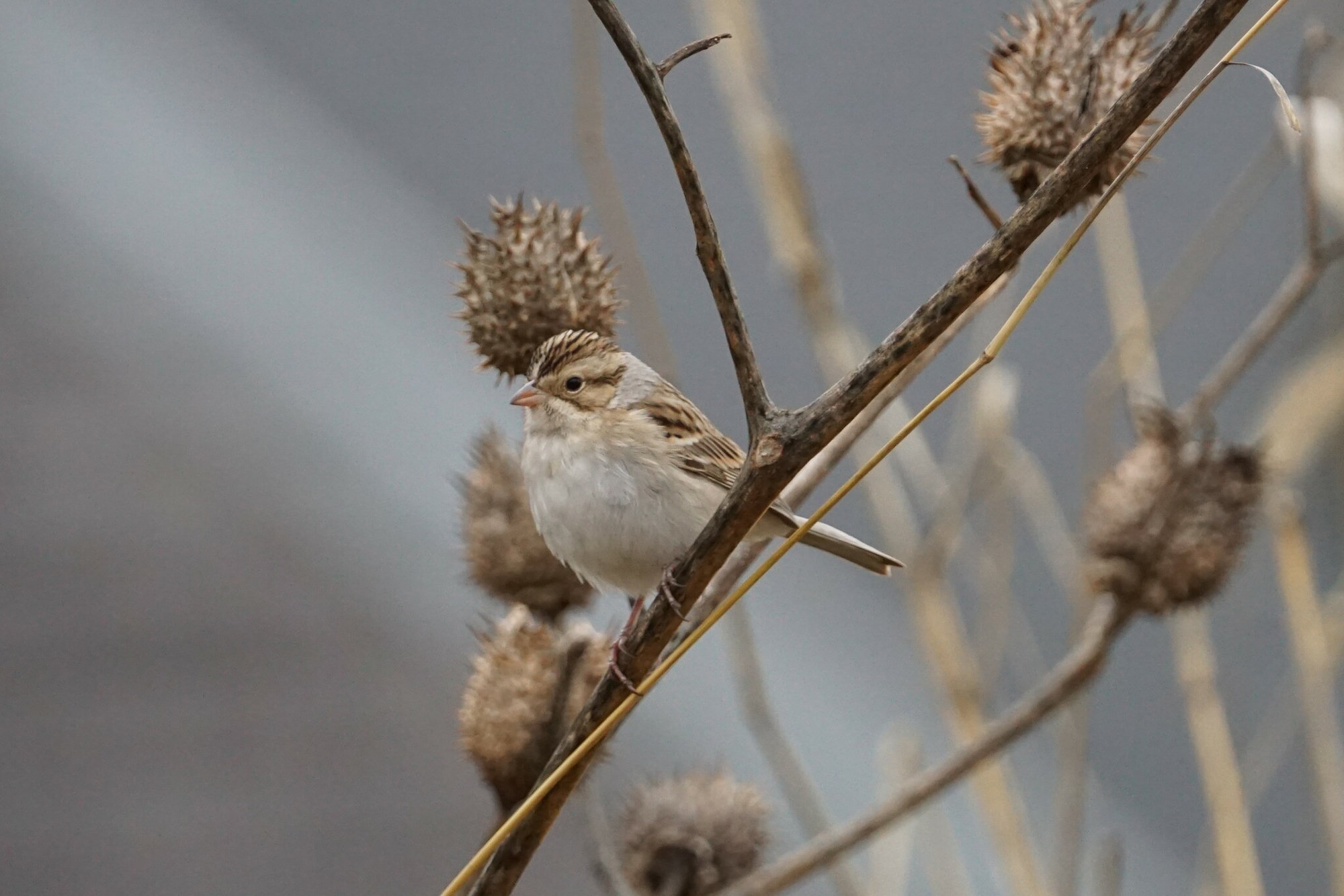 A clay-colored sparrow perched on a dry stem among seed heads, a pale, buff sparrow with a brown-outlined cheek patch, a pale stripe down the crown and a grey nape.