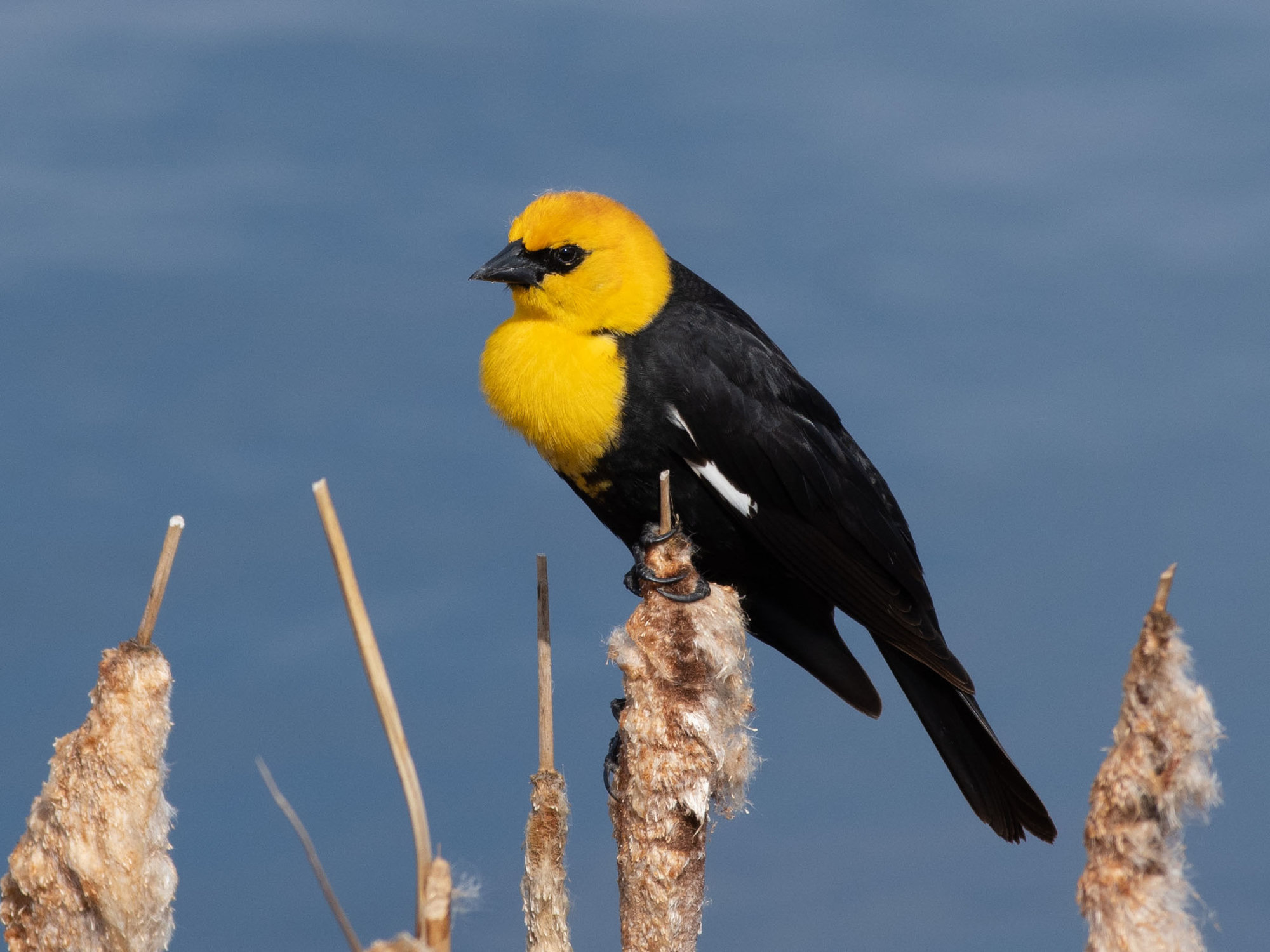 A male yellow-headed blackbird perched on a cattail, black with a bright golden-yellow head and breast and a white patch on its wing.