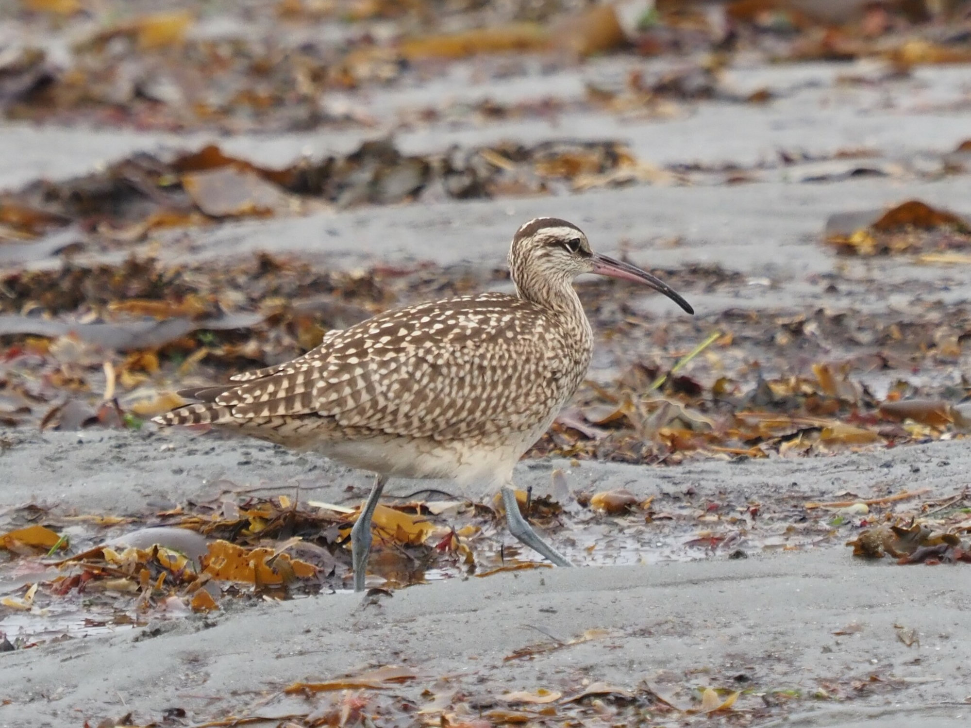 A whimbrel walking over seaweed on a sandy beach, a large brown-speckled shorebird with a striped crown and a long, down-curved bill.