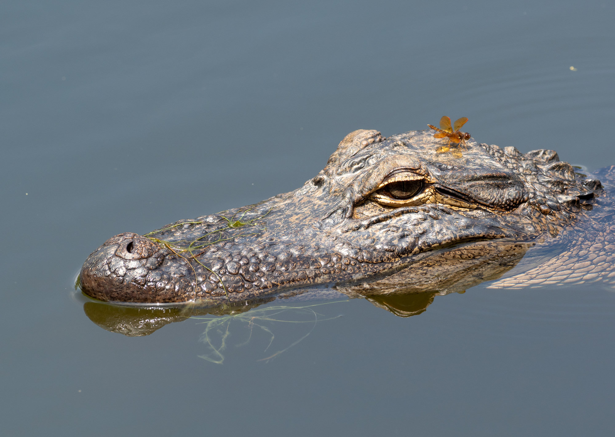 An American alligator floating in calm water with only its head above the surface and a dragonfly perched on its head.