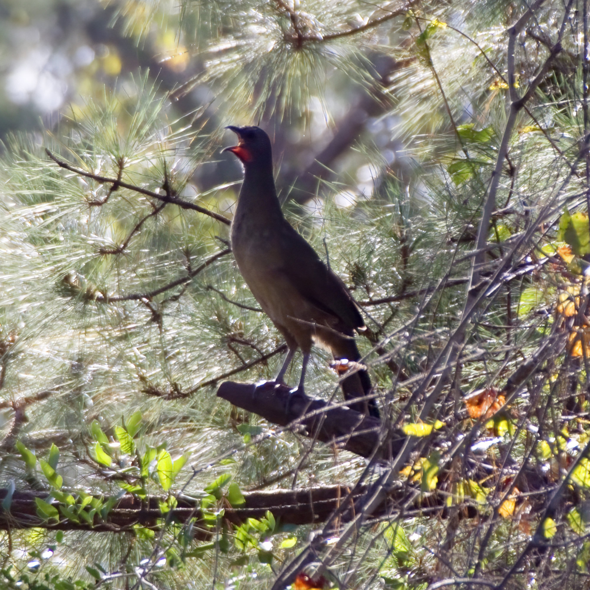 A plain chachalaca perched on a pine branch on Georgia's Sapelo Island, its long tail hanging below and red throat skin showing.