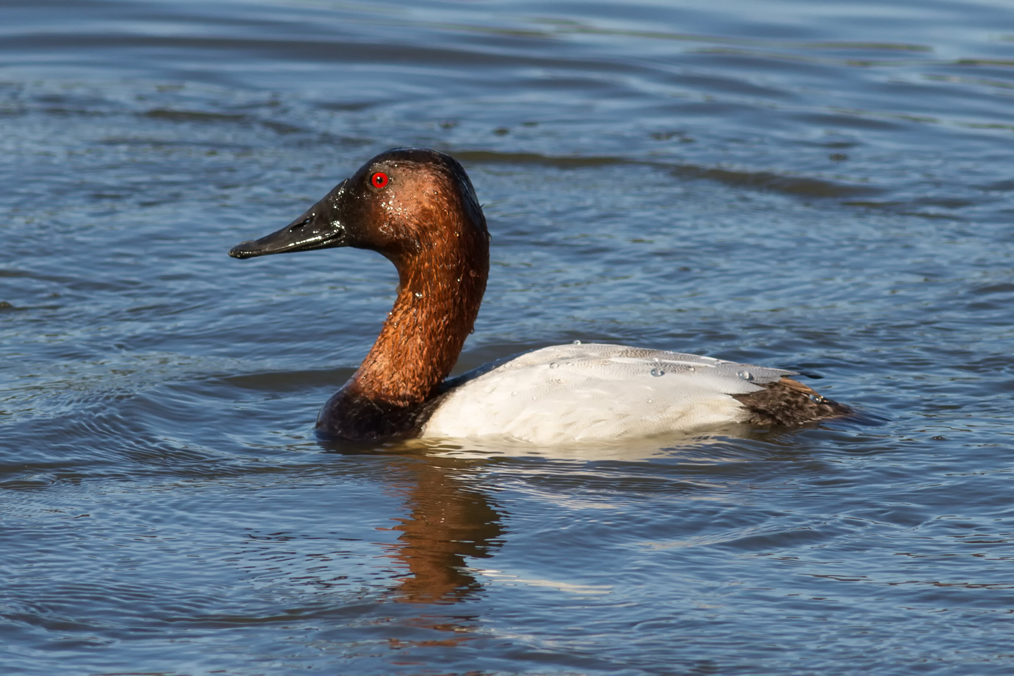 A male canvasback swimming on blue water, his long sloping chestnut head, red eye and pale whitish back in profile.
