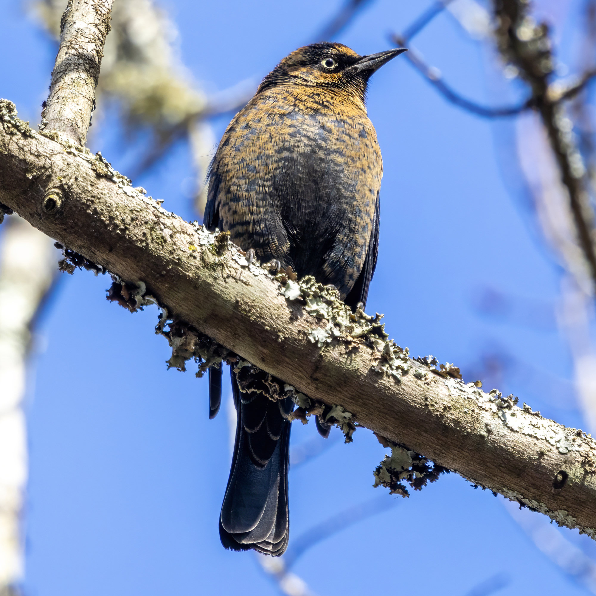 A rusty blackbird in autumn plumage perched on a lichen-covered branch in Atlanta, black with rusty-edged feathers, a buff eyebrow and a pale yellow eye.