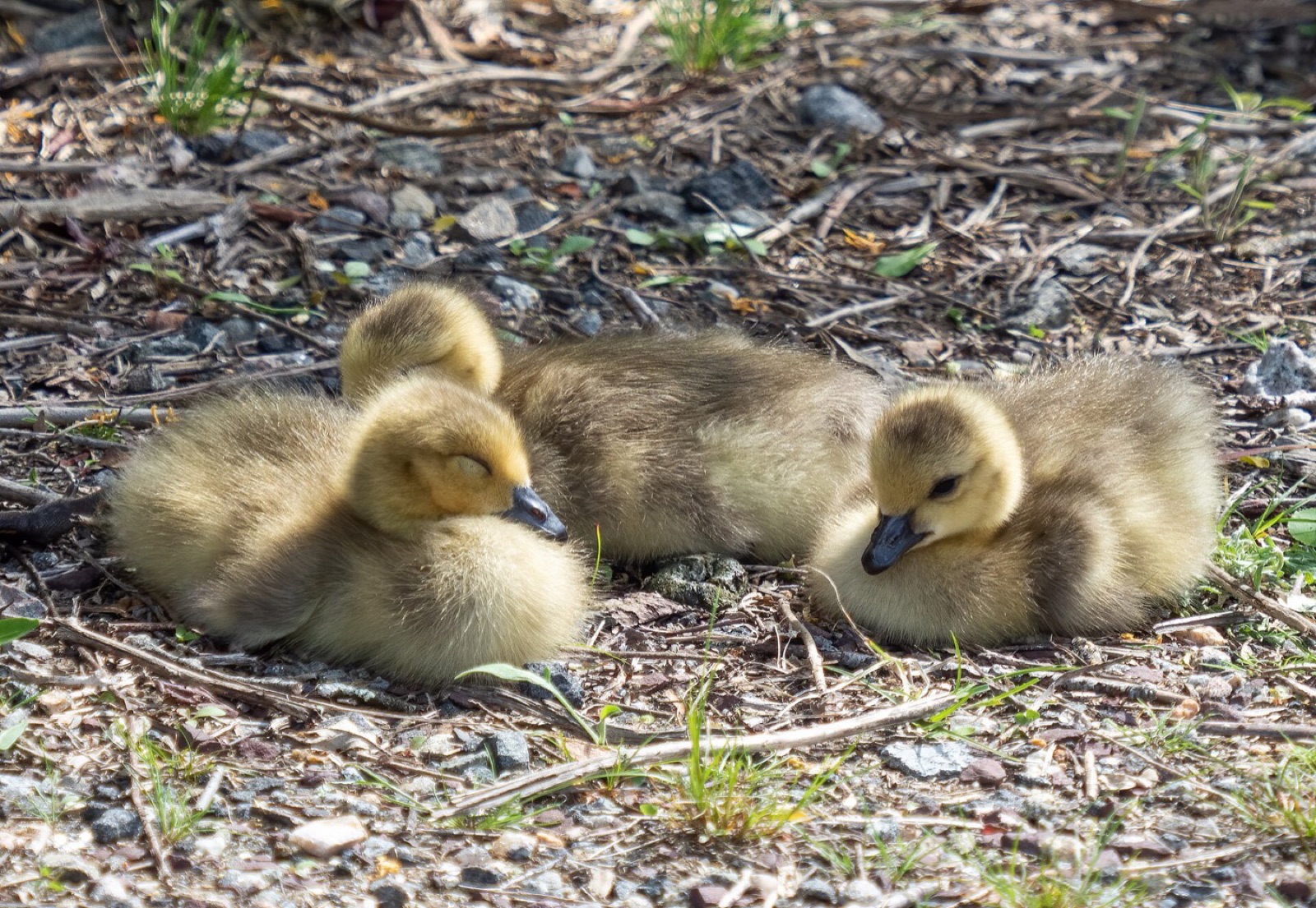 Three Canada goose goslings dozing together on gravel and twigs at the edge of a path.