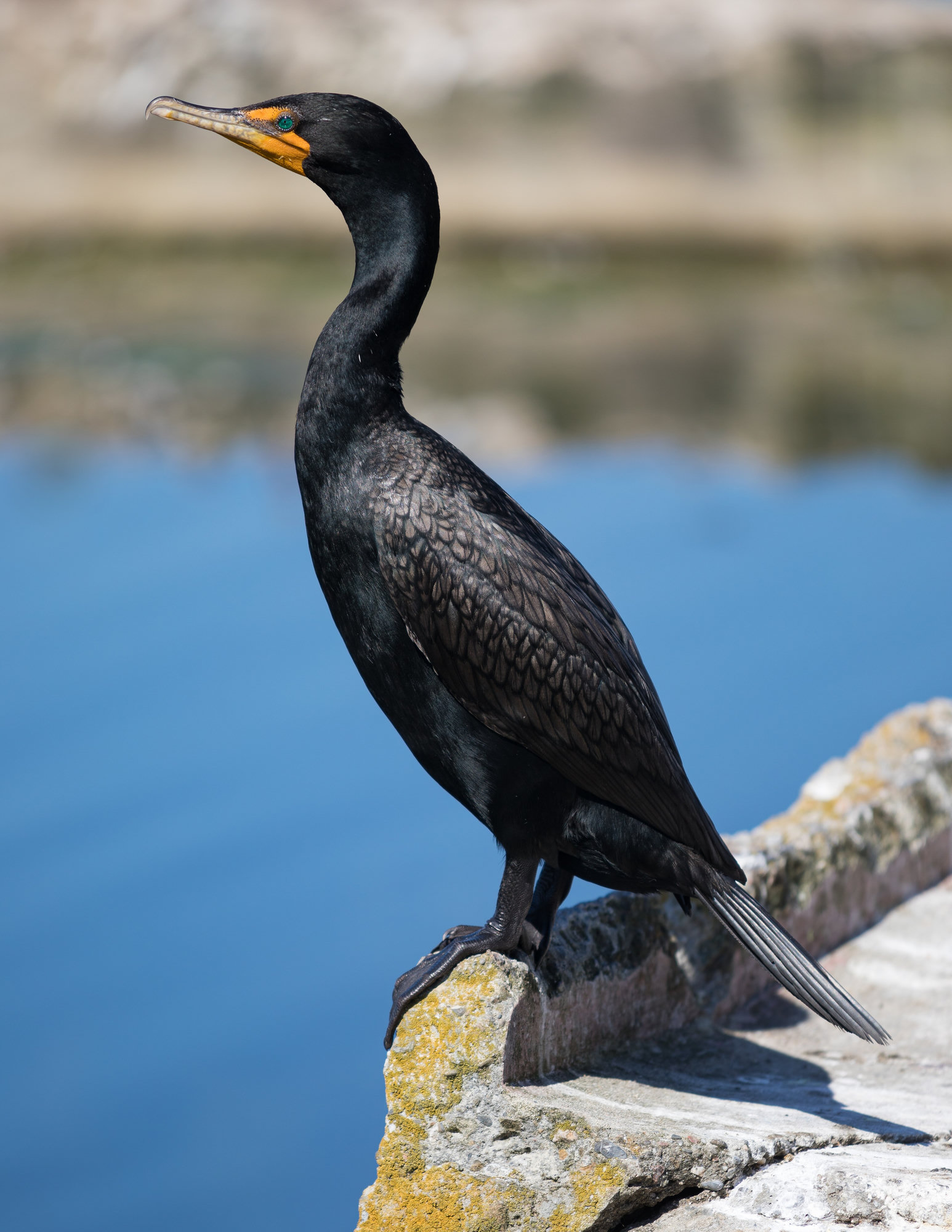 A double-crested cormorant perched on a rock beside the water, glossy black with a patch of orange-yellow bare skin at the base of its hooked bill.