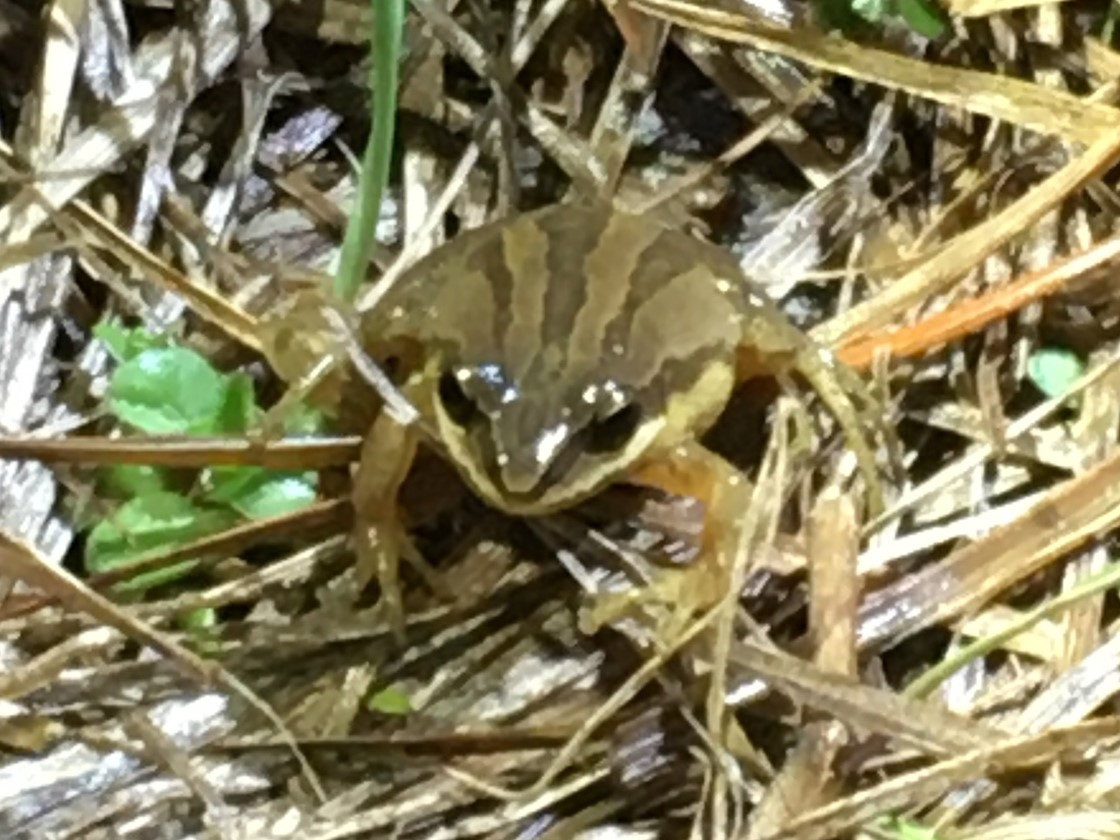 A Brimley's chorus frog among dry grass, brown with dark stripes along its back and a dark band through the eye.
