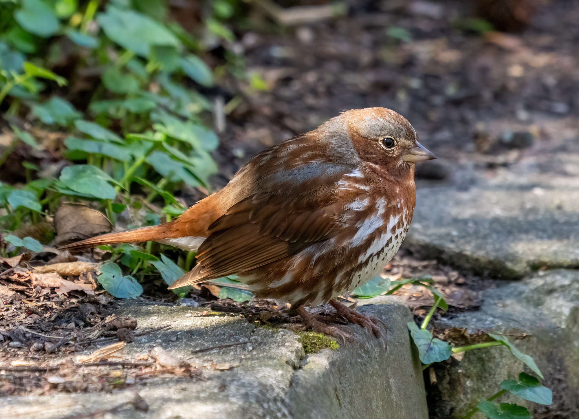 A red fox sparrow standing on a stone ledge, a large, plump sparrow in rich rusty red and grey with heavy red-brown spots on its white breast.
