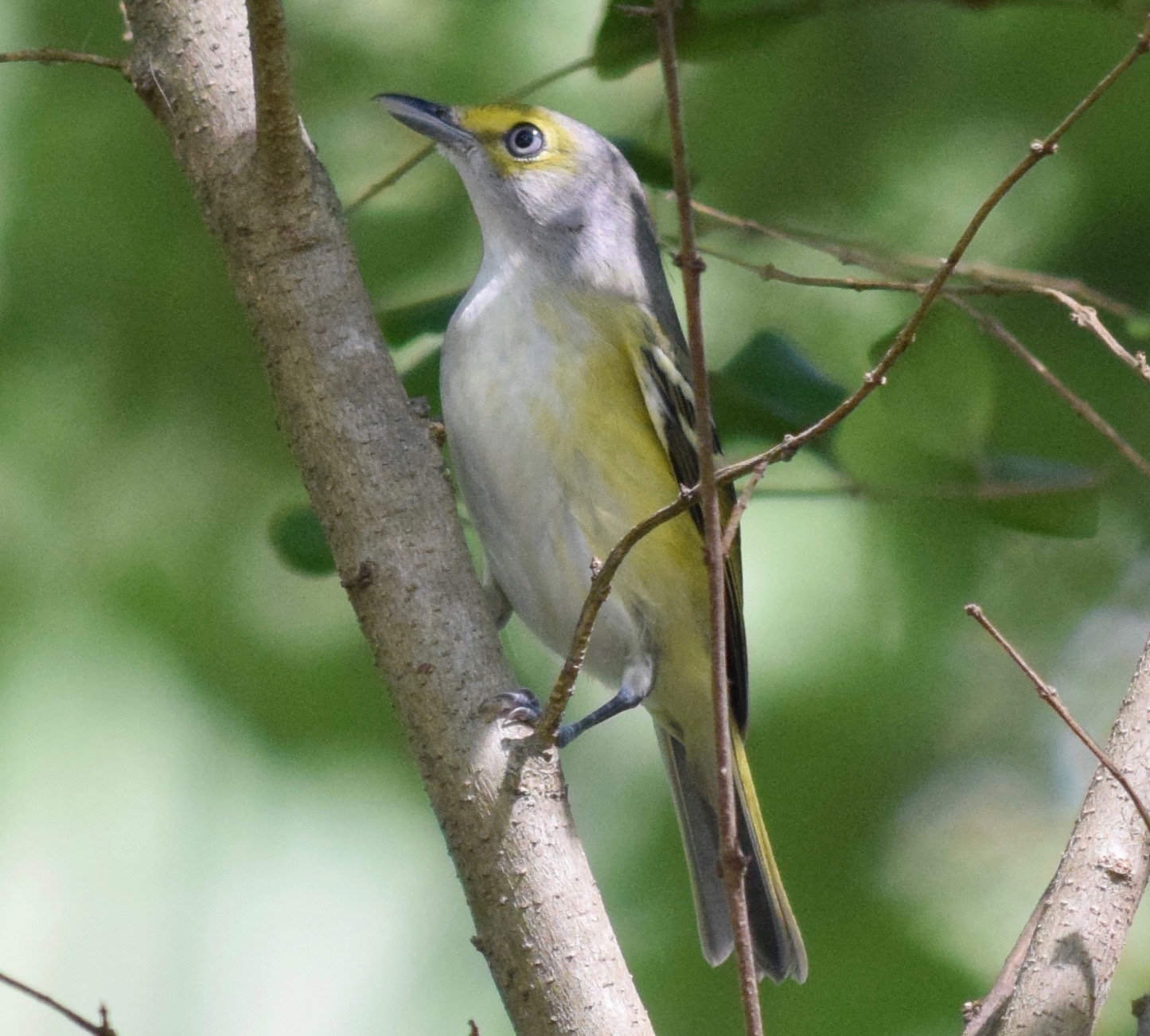 A white-eyed vireo perched on a branch in Georgia, olive-green above and whitish below with yellow flanks, yellow spectacles and a pale white eye.