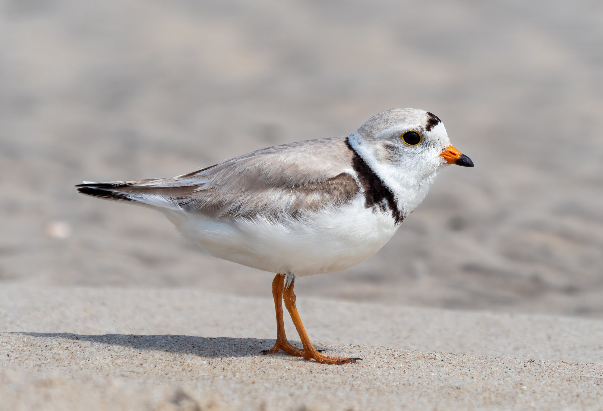 A piping plover standing on pale sand, its sand-coloured back, black breast band and orange legs clear.