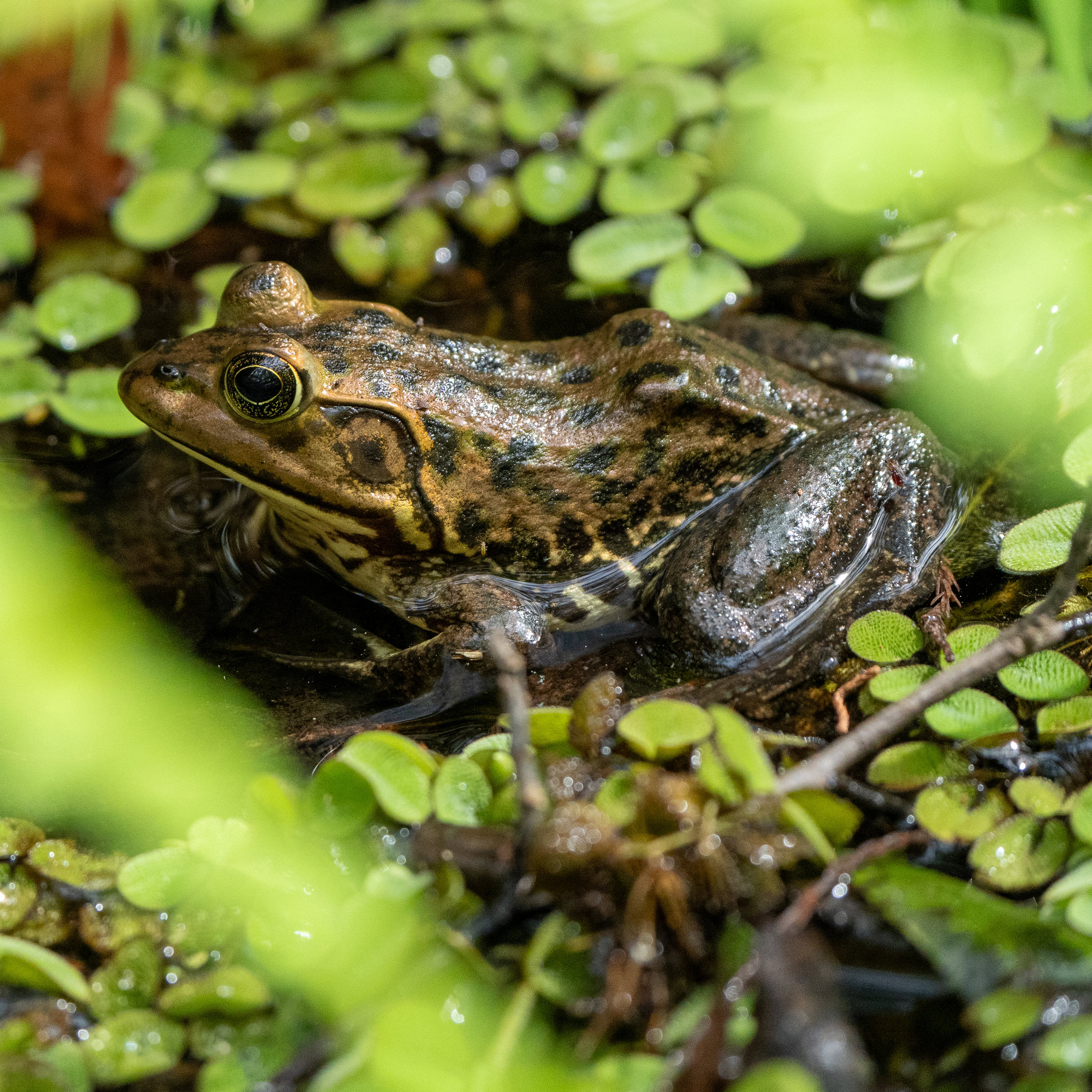 A pig frog sitting among floating duckweed, olive-green with dark brown spots and a pointed snout.