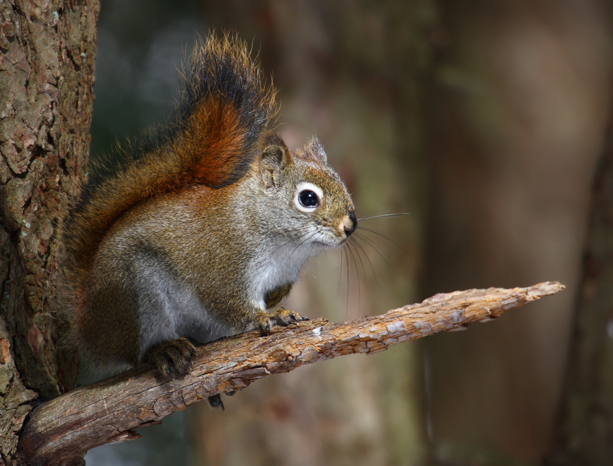 An American red squirrel on a pine branch, its rusty back, white belly and white eye-ring showing.
