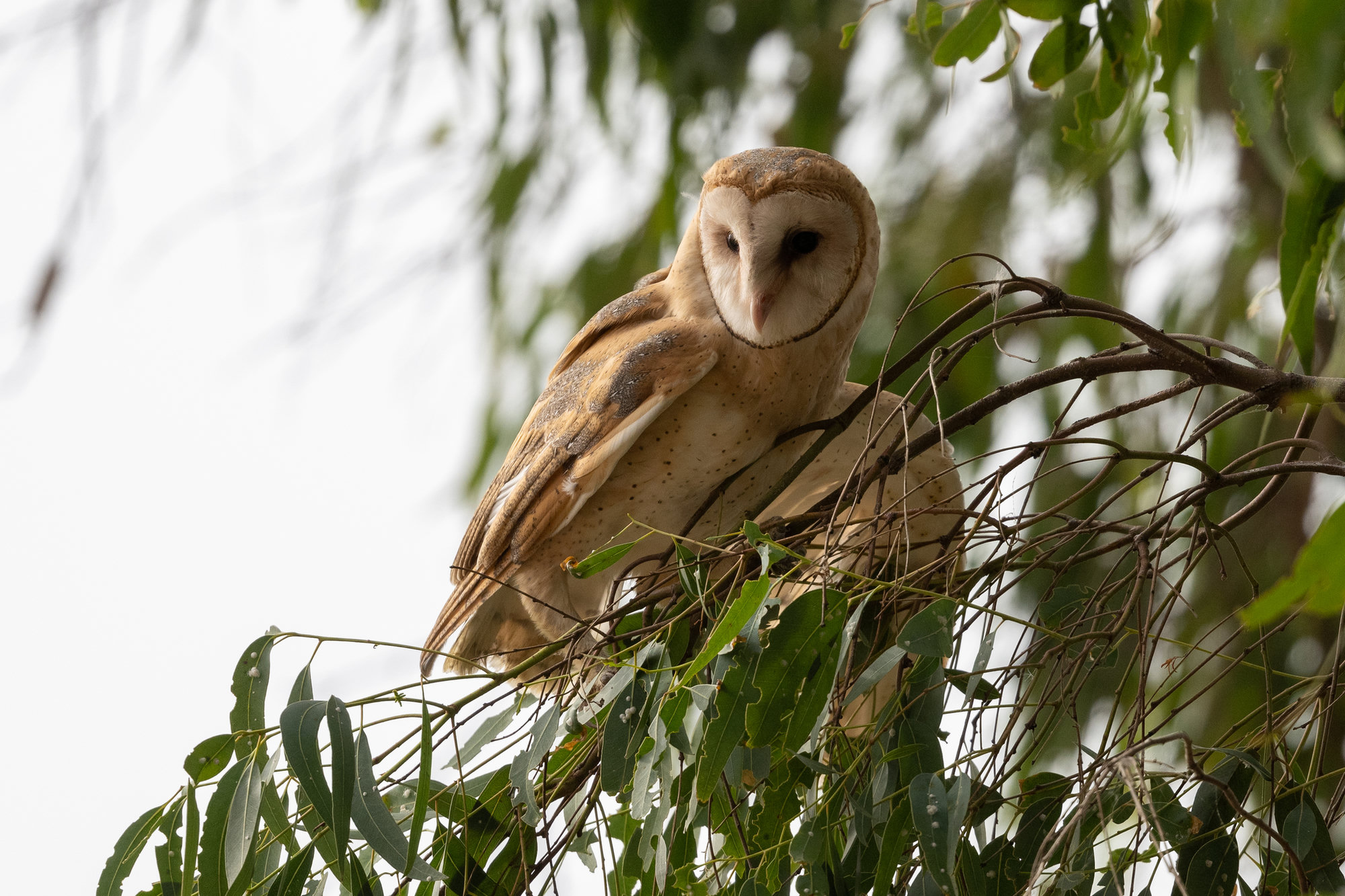 A barn owl perched in a eucalyptus tree by day, with a white heart-shaped face, dark eyes and golden-buff wings speckled with grey.