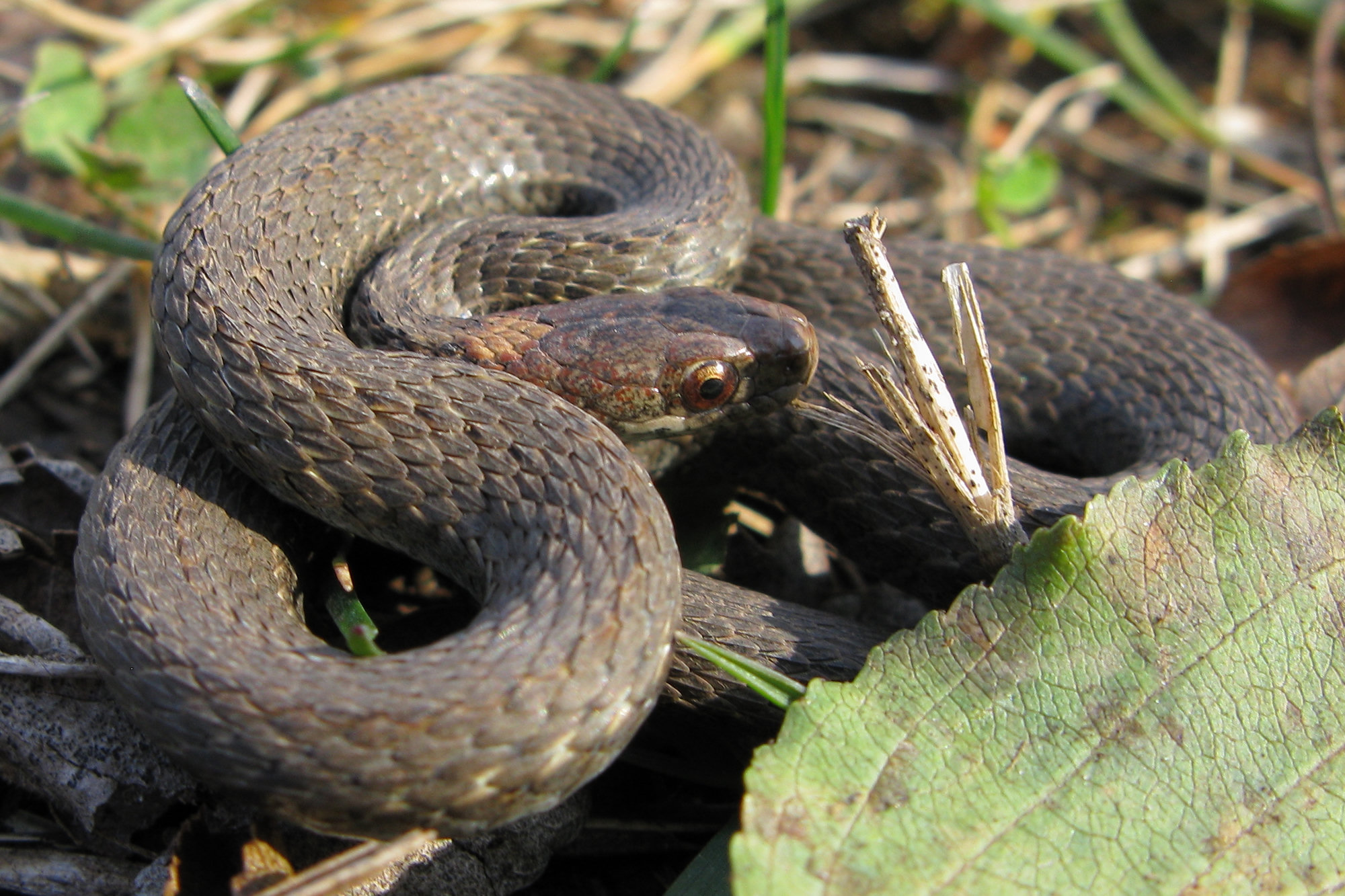 A red-bellied snake coiled among leaves on the ground, its grey-brown back finely lined, with pale spots behind its head.