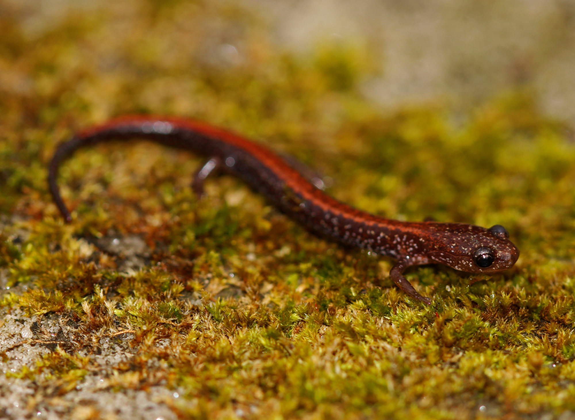A southern red-backed salamander on moss, dark grey with a reddish, saw-edged stripe down its back.