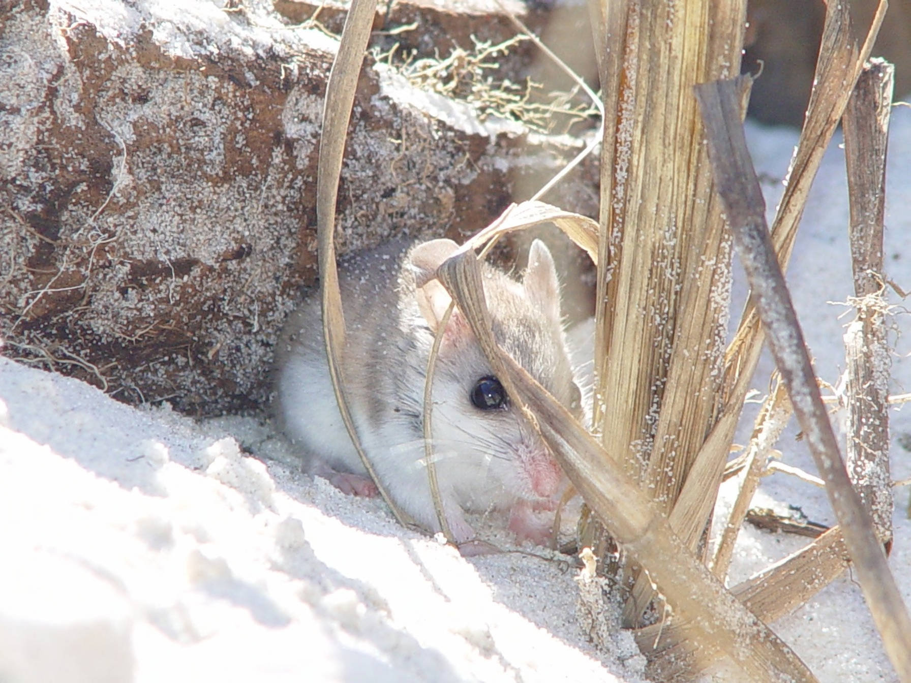 A pale beach-dwelling oldfield mouse peering from behind dune grass stems on white sand.