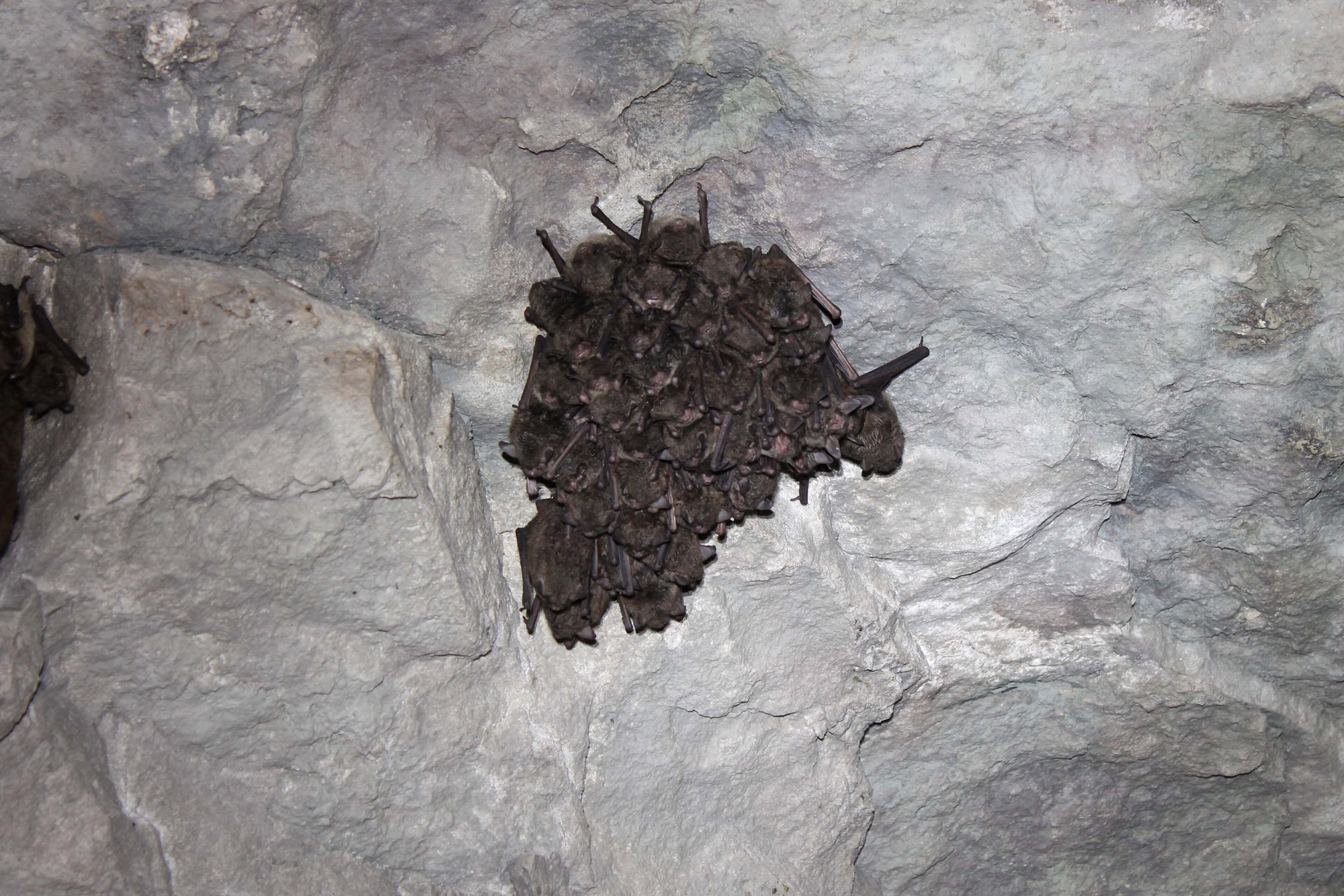 A tight cluster of hibernating Indiana bats on the grey rock wall of a cave.