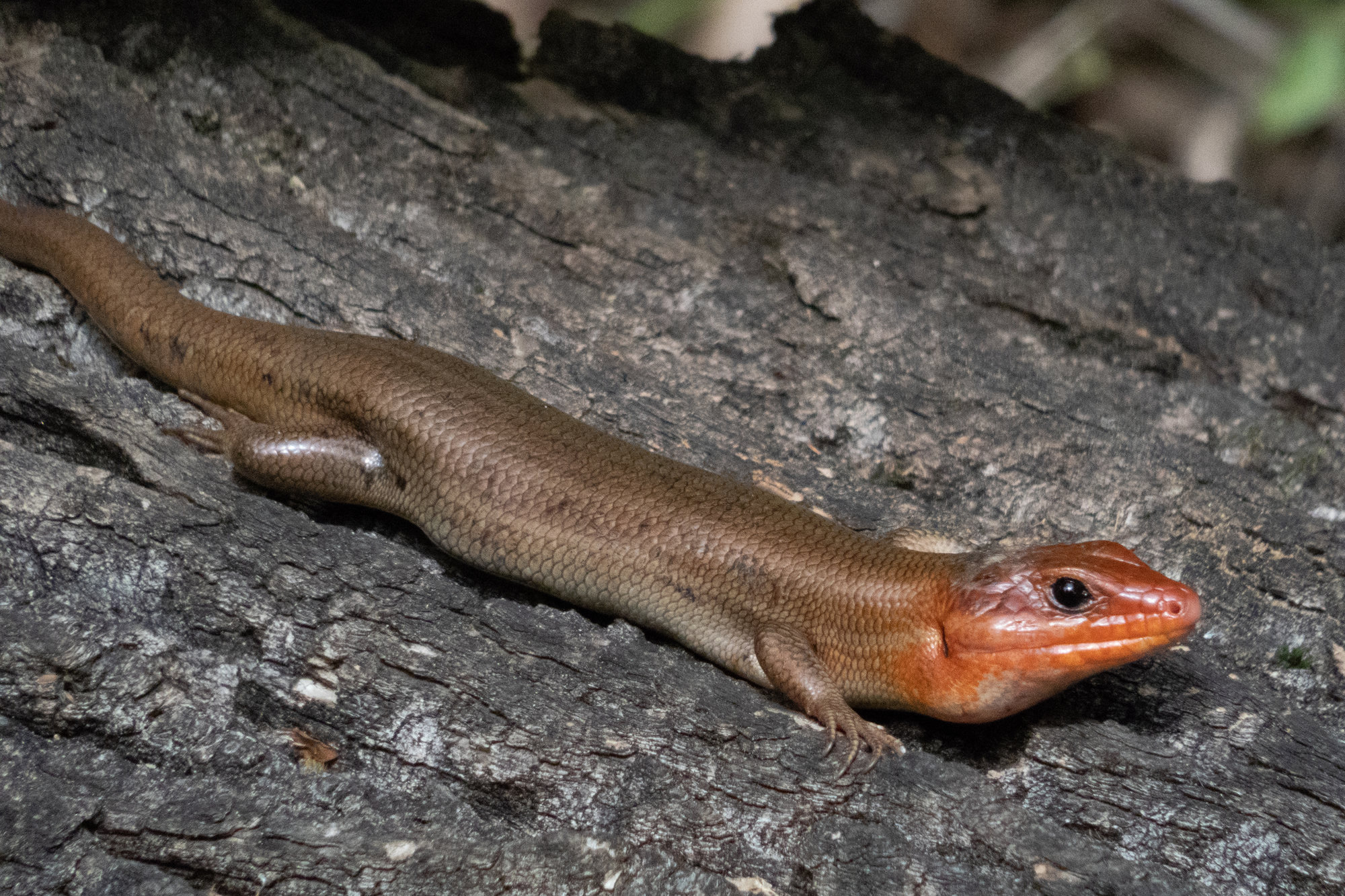 A male broad-headed skink on a fallen log, olive-brown with a wide, bright orange head.