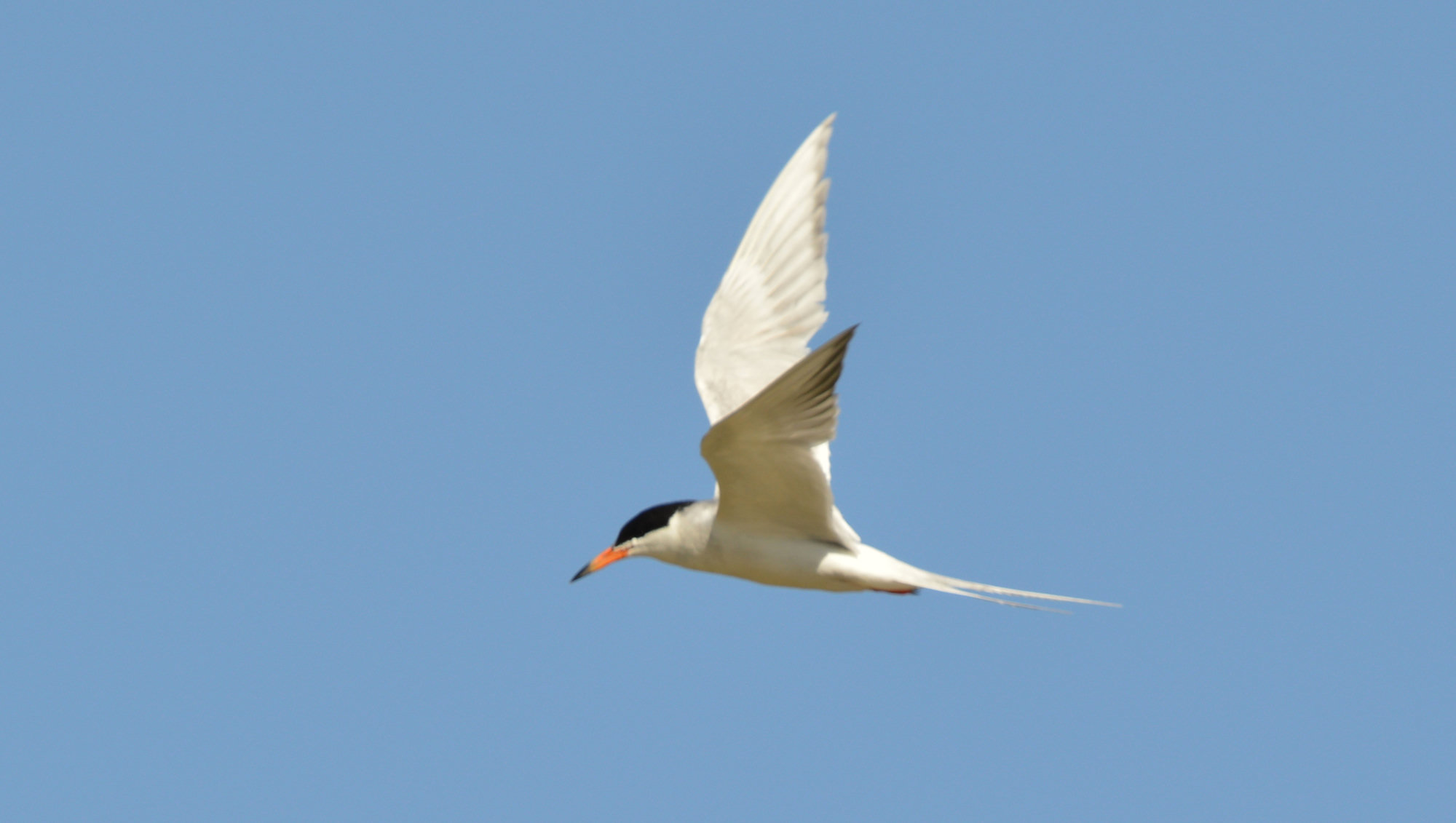 A Forster's tern in flight against a clear blue sky, its pale wings, black cap, orange bill and long forked tail spread.
