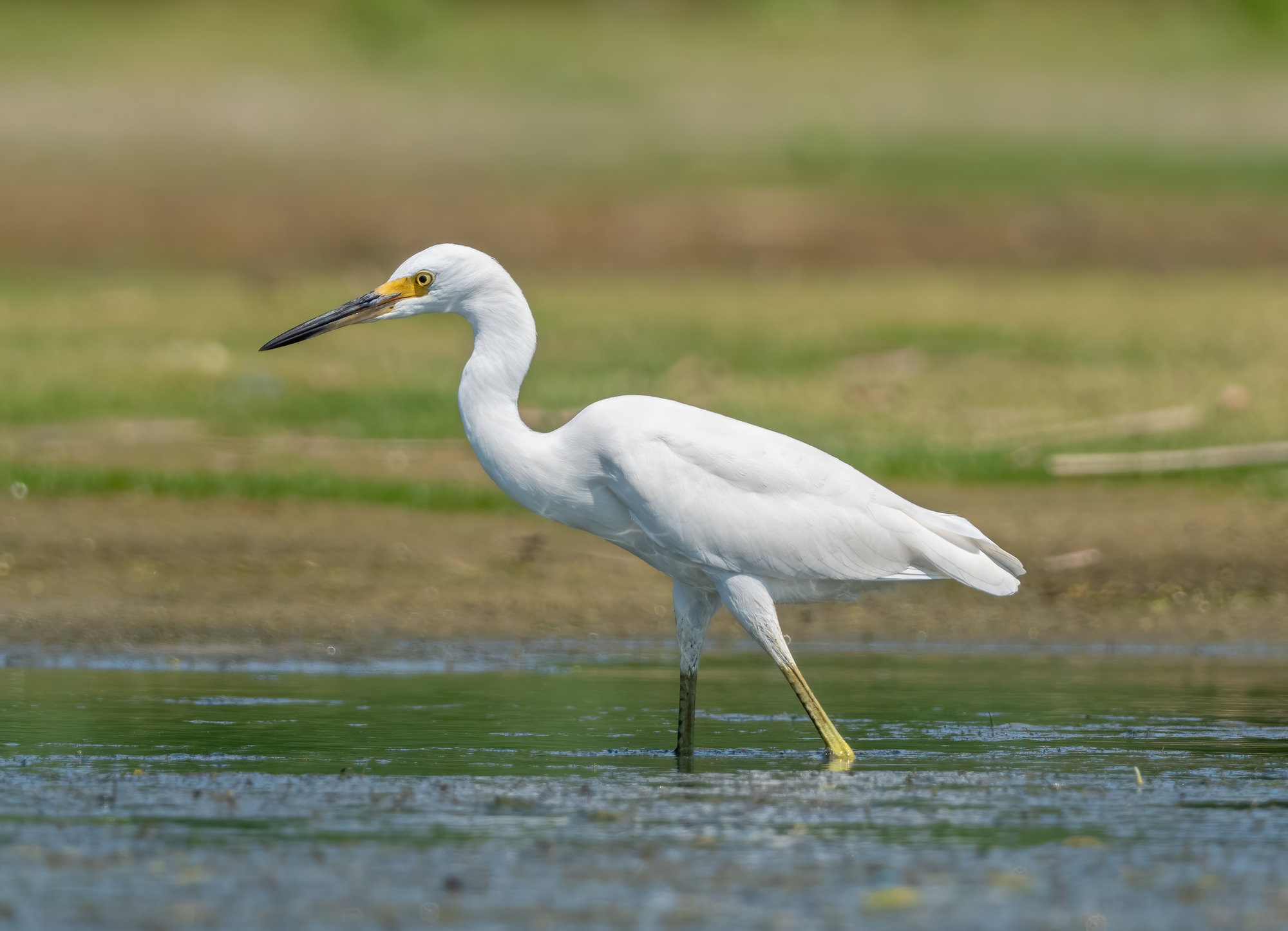 A snowy egret wading in shallow water, pure white with a slender black bill, yellow skin in front of the eye and bright yellow feet on black legs.