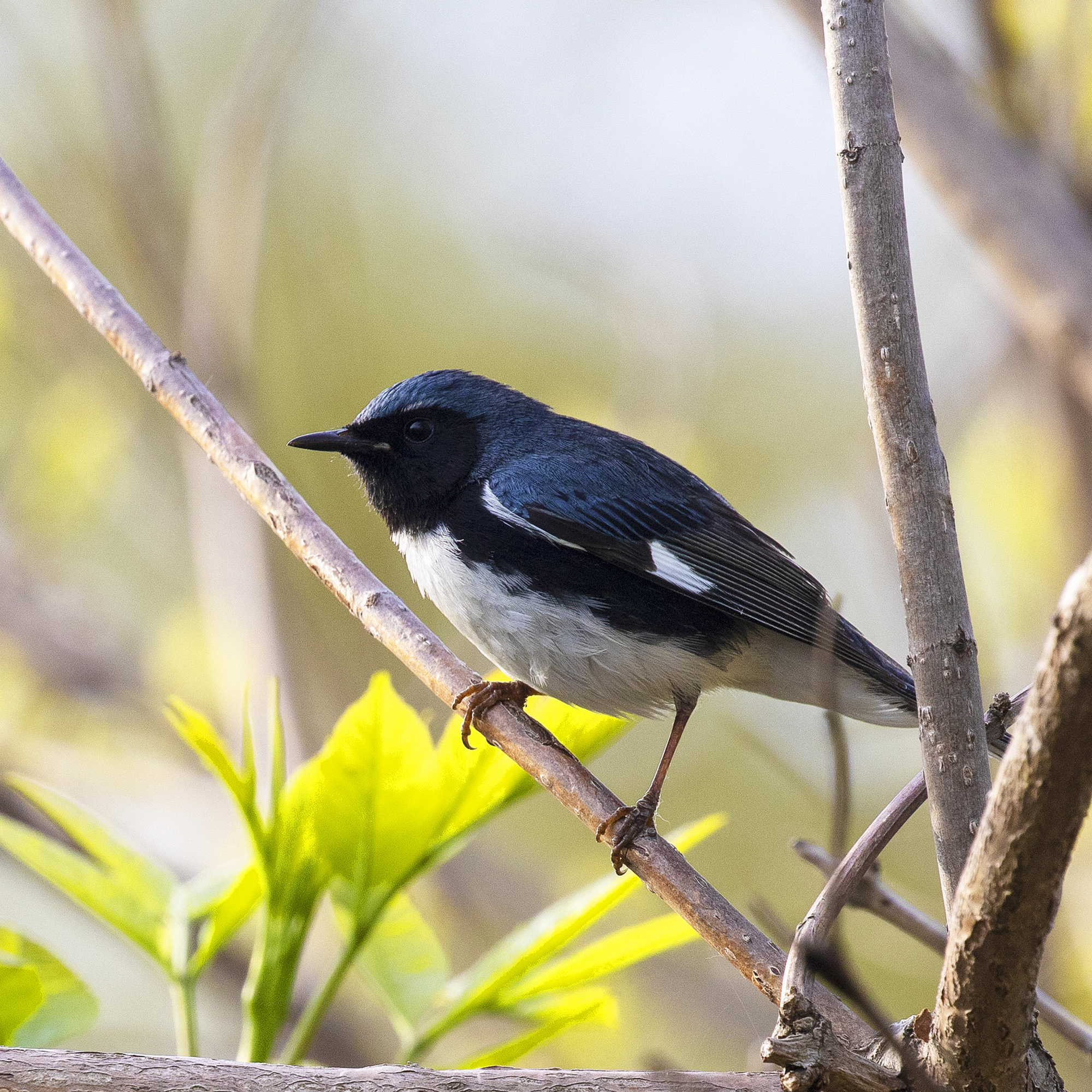 A male black-throated blue warbler perched on a twig, deep blue above with a black face, throat and flanks, a white belly and a small white patch on its wing.