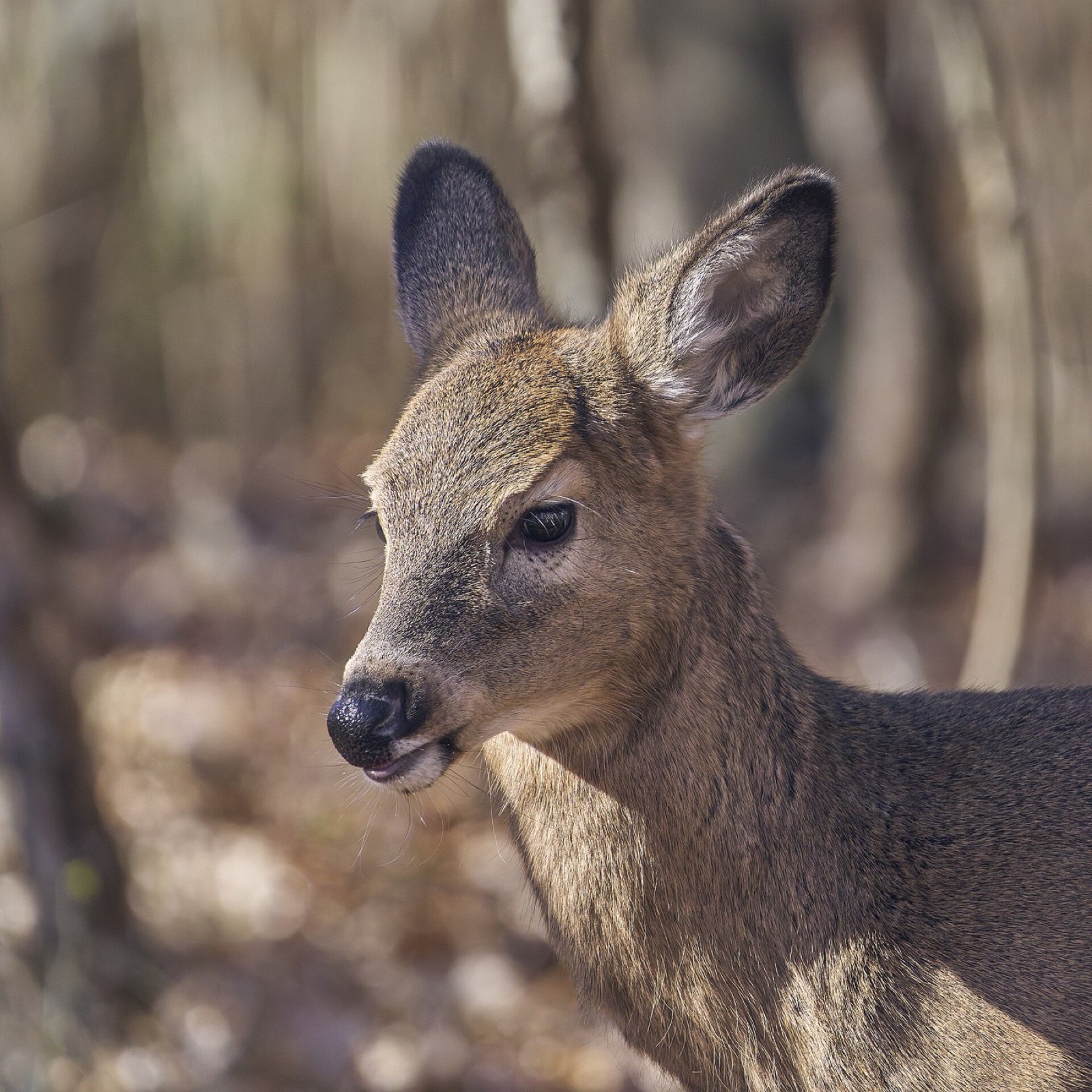 Close view of a white-tailed doe's head and neck in winter coat, ears forward, woodland behind.