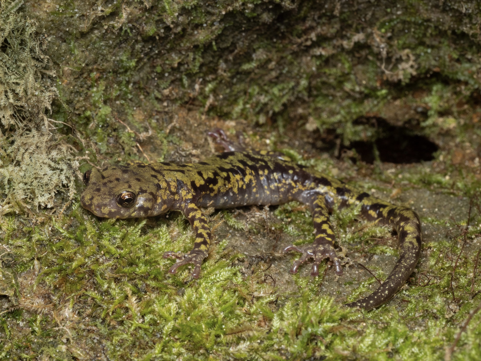 A green salamander on mossy rock, dark with a lichen-like pattern of yellow-green patches.