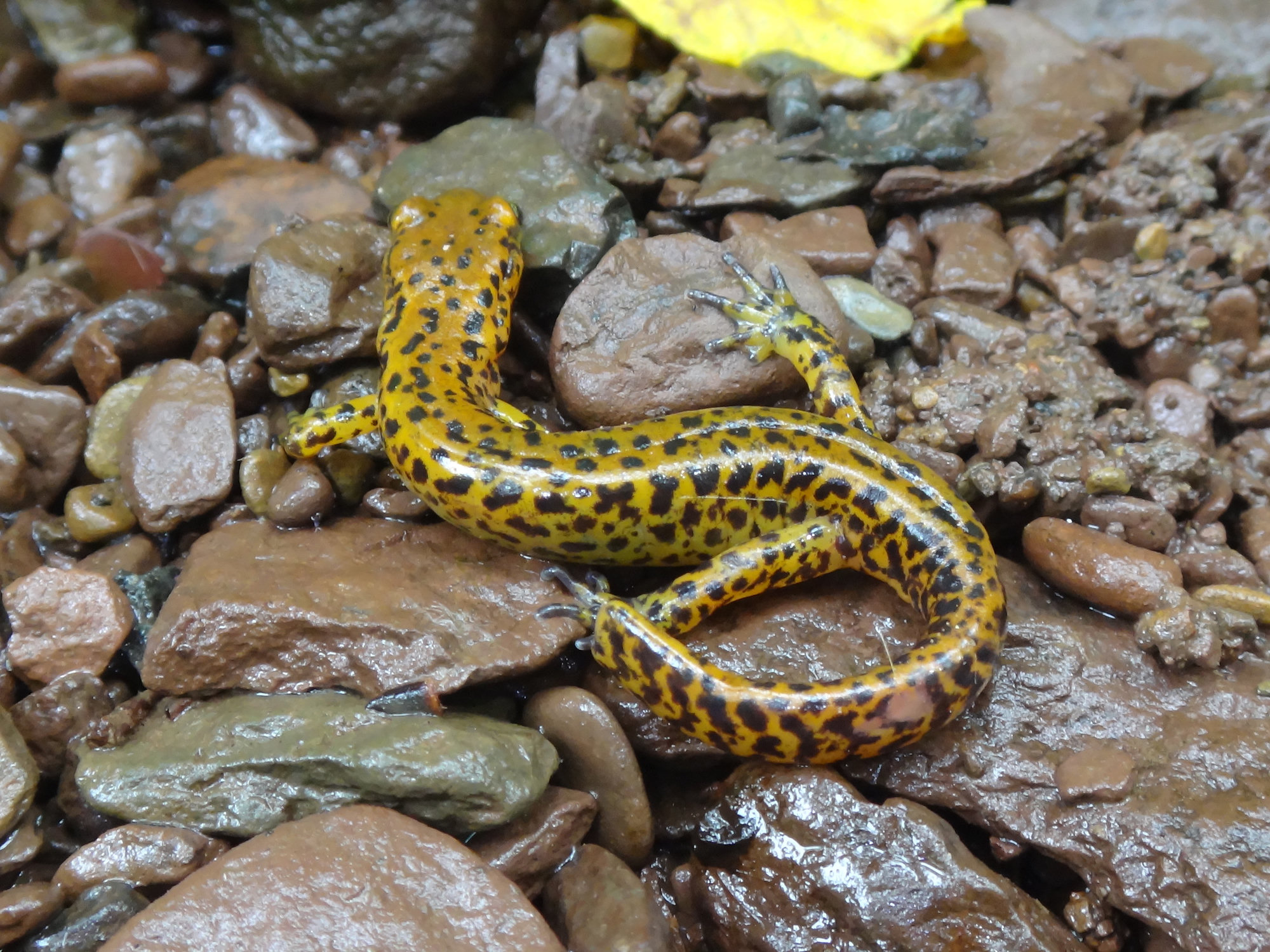 A long-tailed salamander on streamside pebbles, bright yellow covered in black spots, with a long banded tail.