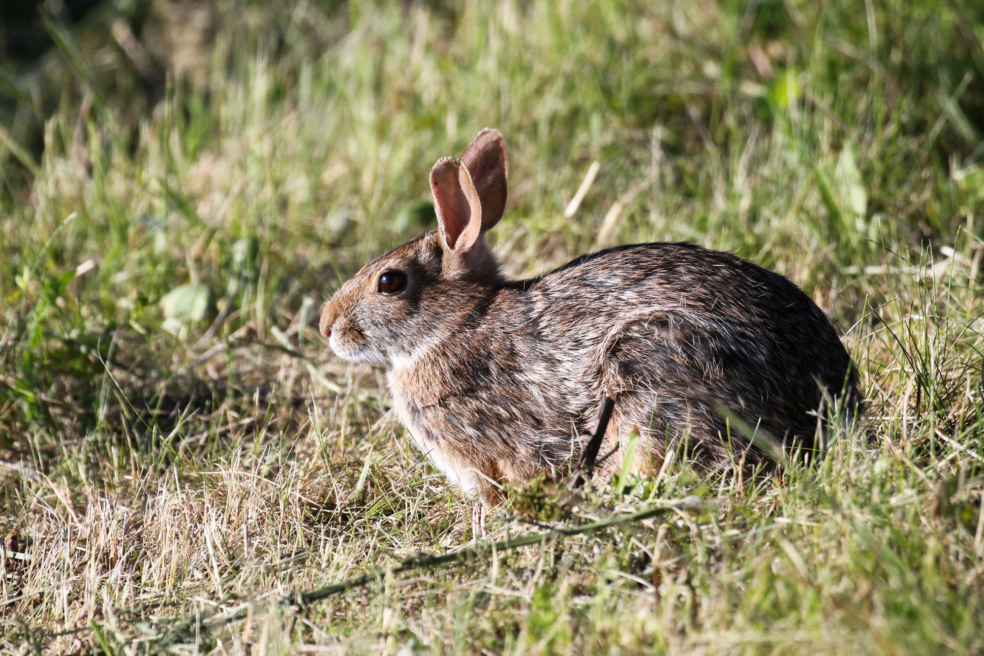 An Appalachian cottontail crouched in sunlit grass, its brown coat and dark-edged ears showing.