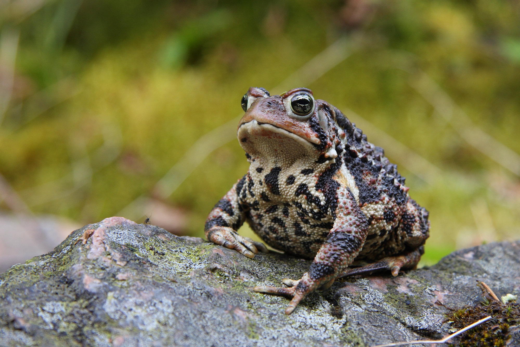 An American toad sitting on a mossy rock, warty and mottled in brown and black, with golden eyes.