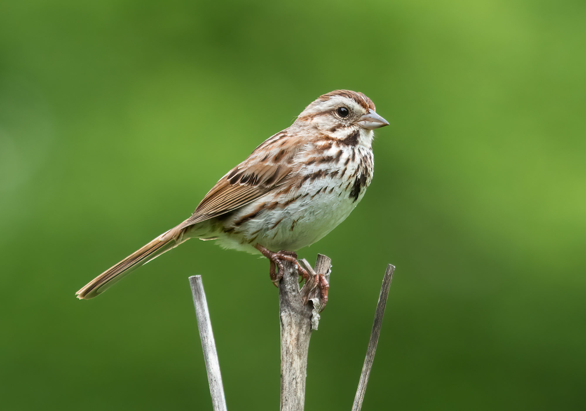 A male song sparrow perched on a stem, streaked brown and grey with heavy brown streaks on its white breast that gather into a central spot.