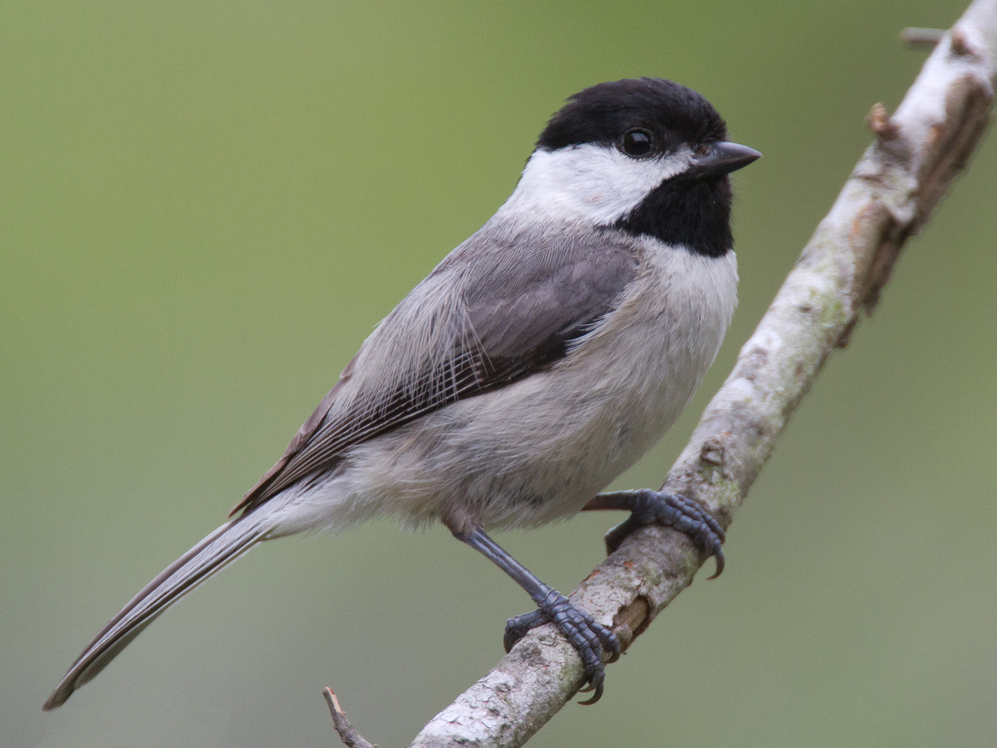 A Carolina chickadee perched on a twig, a tiny round songbird with a black cap and bib, white cheeks, a grey back and buff-washed flanks.